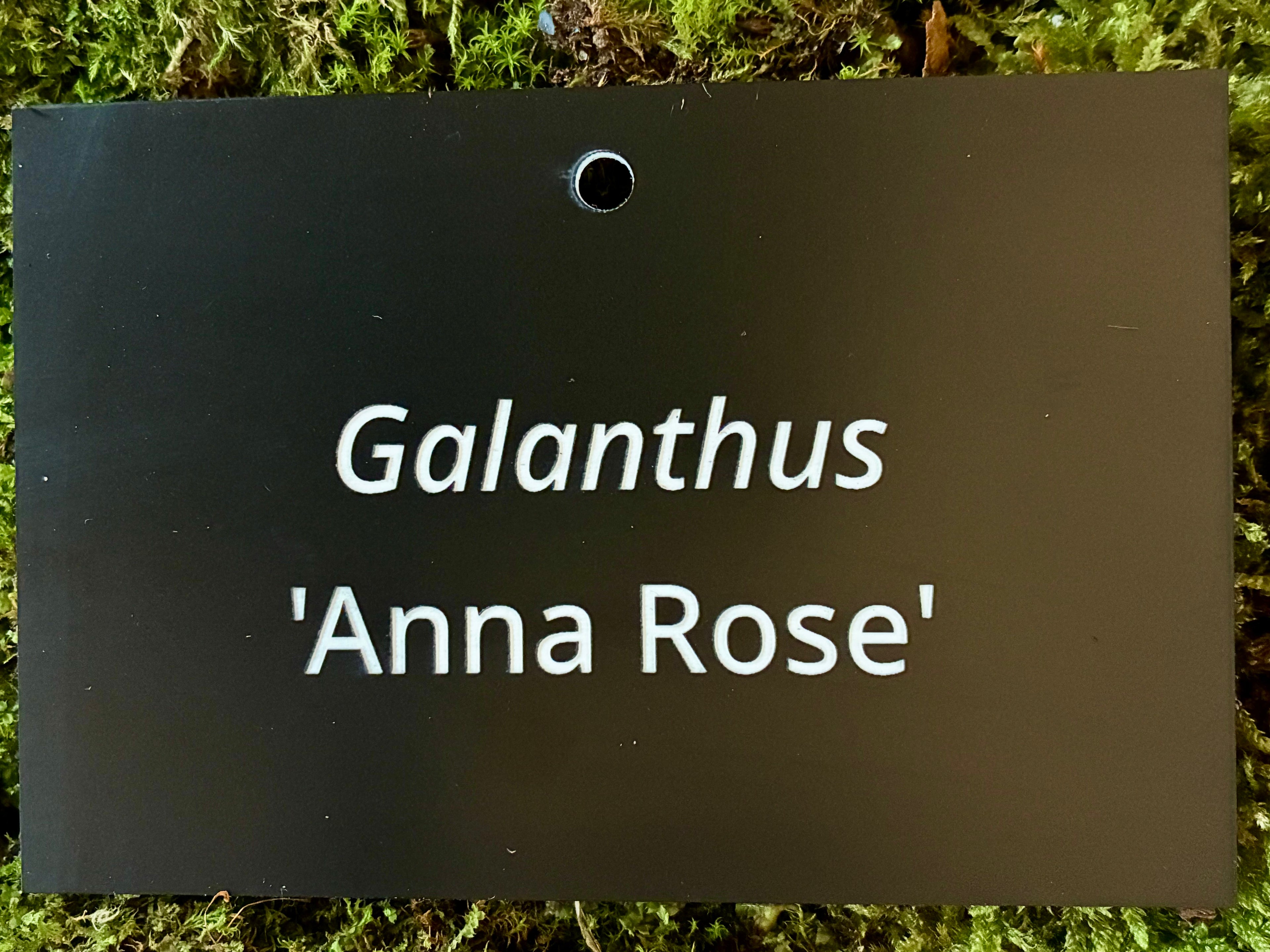 Galanthus 'Anna Rose' - Plant label