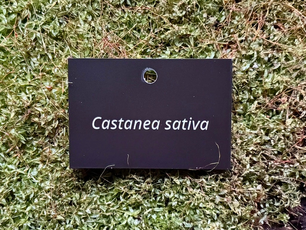 Castanea sativa - Plant label
