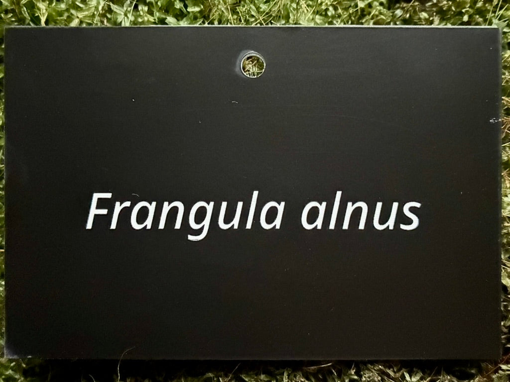 Frangula alnus - Plant label