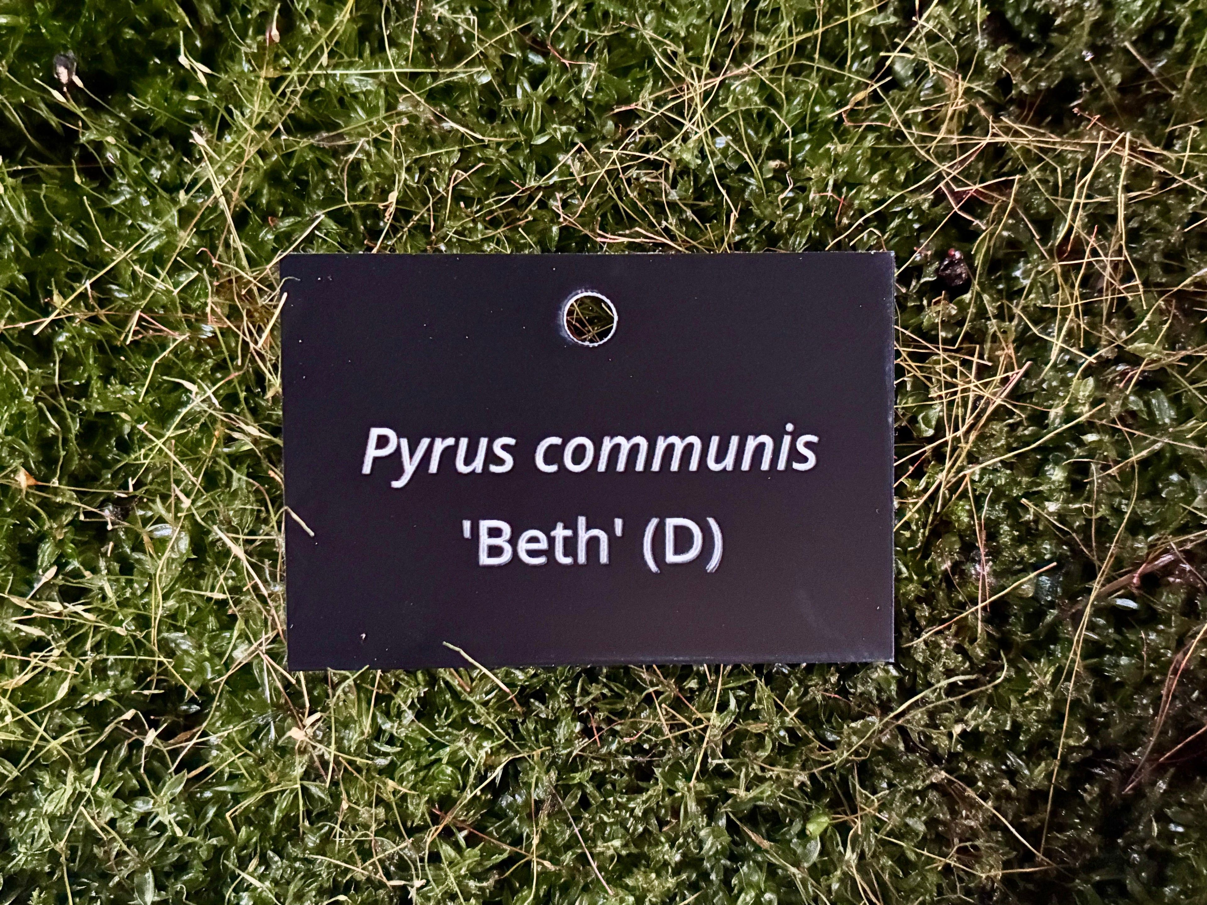 Pyrus communis 'Beth' (D) - Plant label