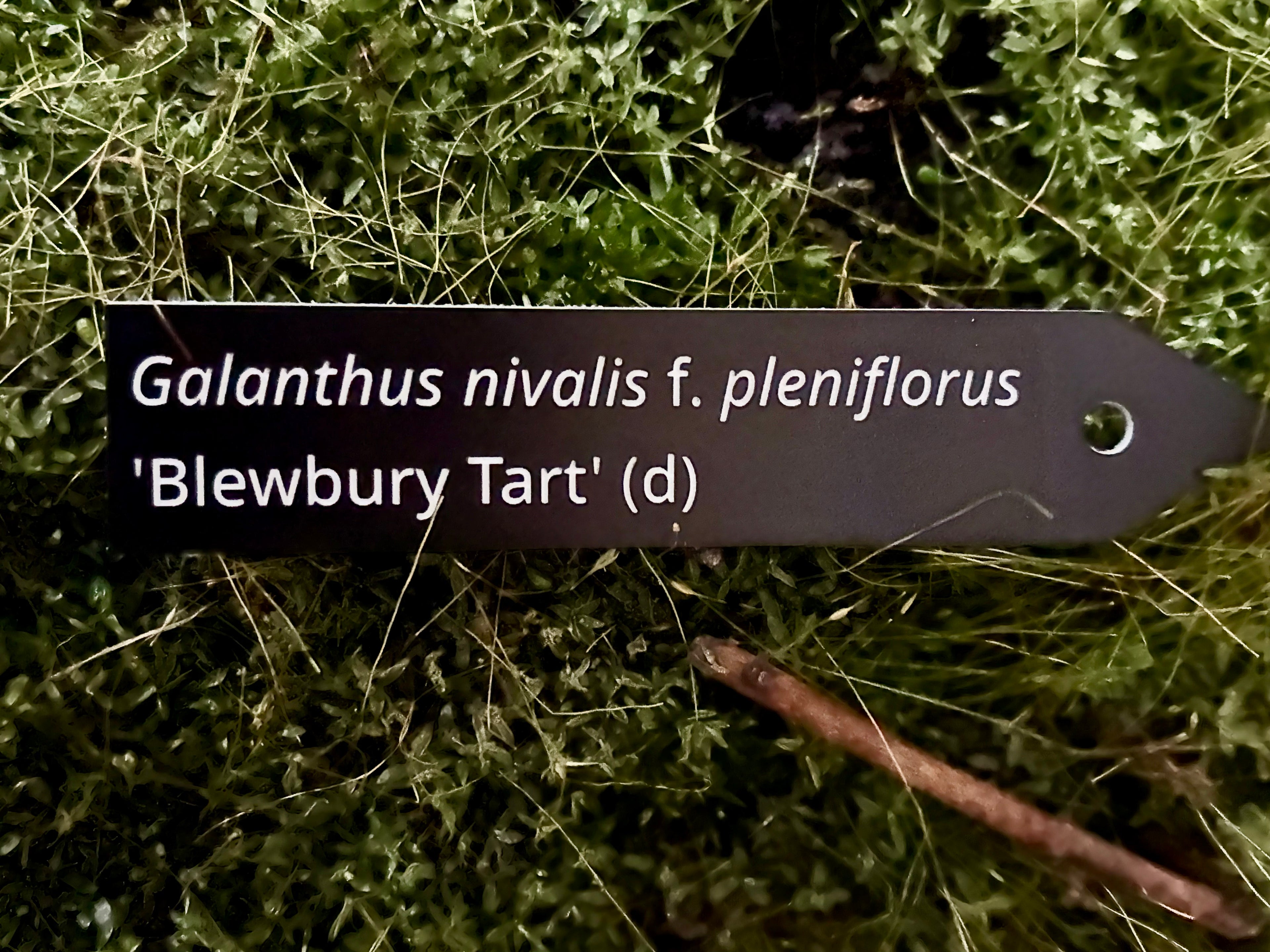 Galanthus nivalis f. pleniflorus 'Blewbury Tart' (d) - Plant label