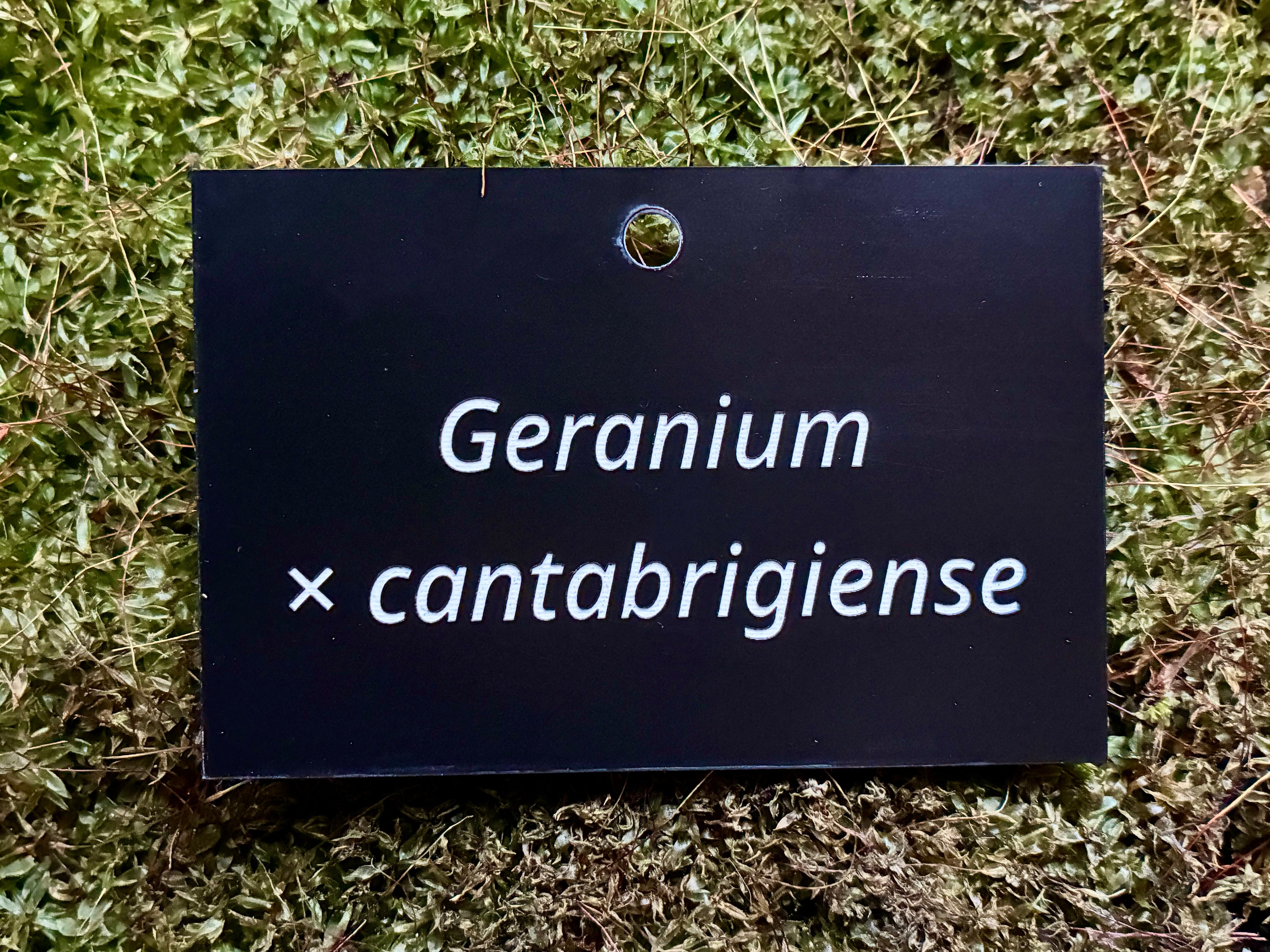 Geranium × cantabrigiense - Plant label