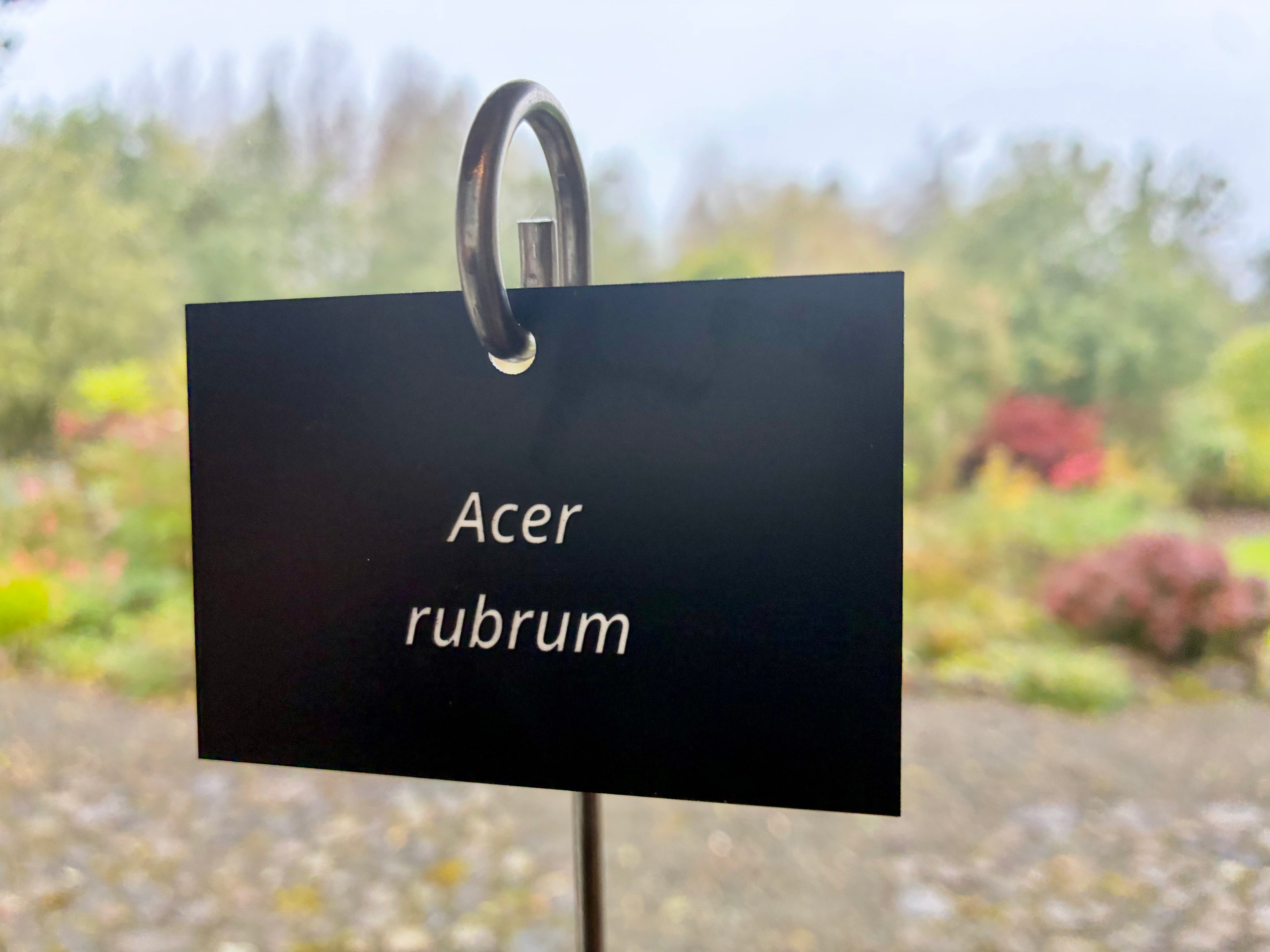 Acer rubrum - Plant label