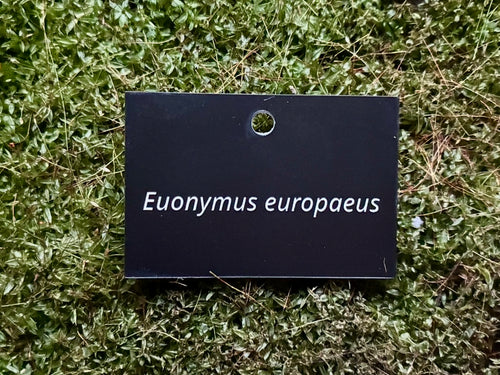 Euonymus europaeus - Plant label