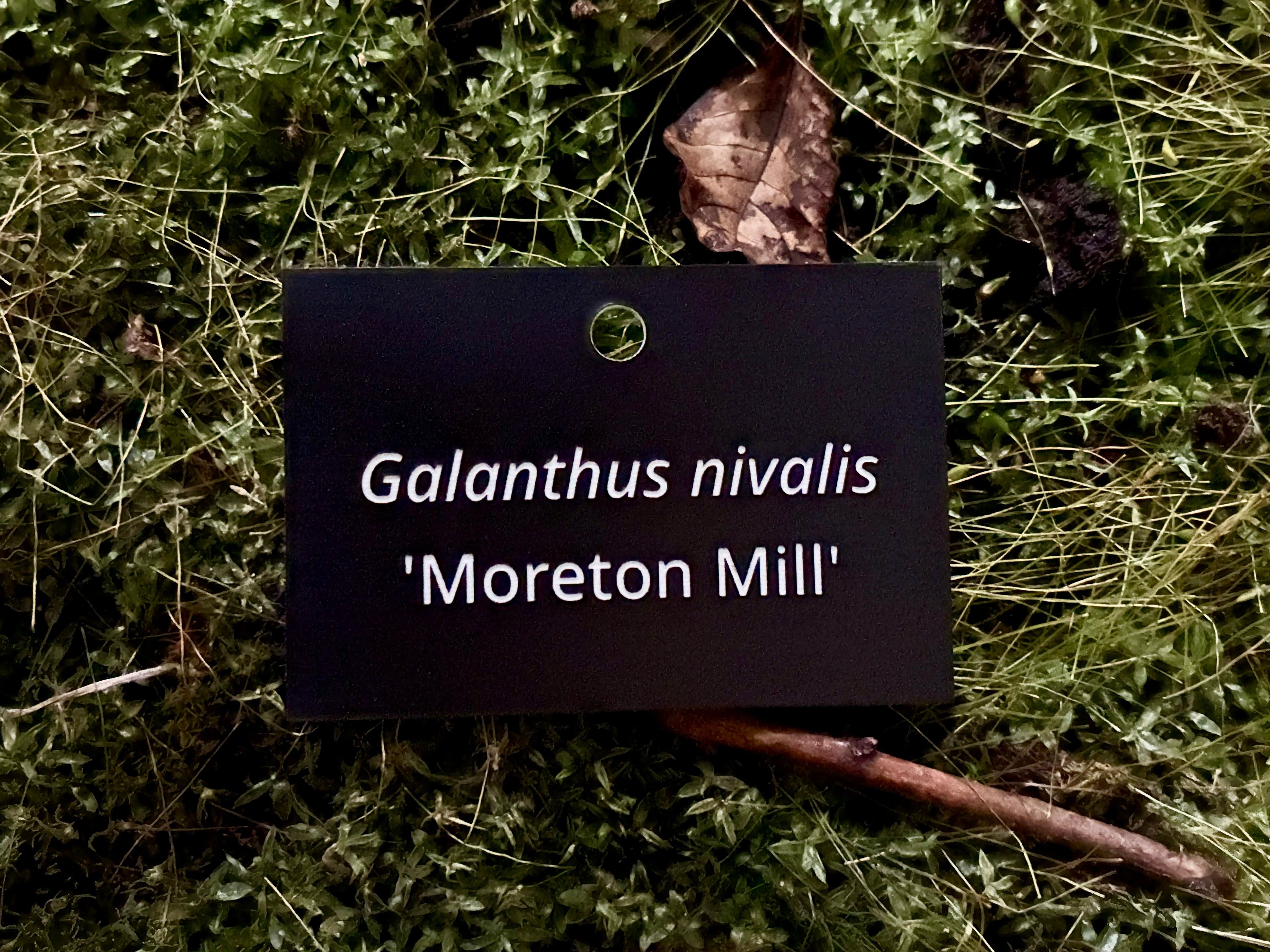 Galanthus nivalis 'Moreton Mill' - Plant label