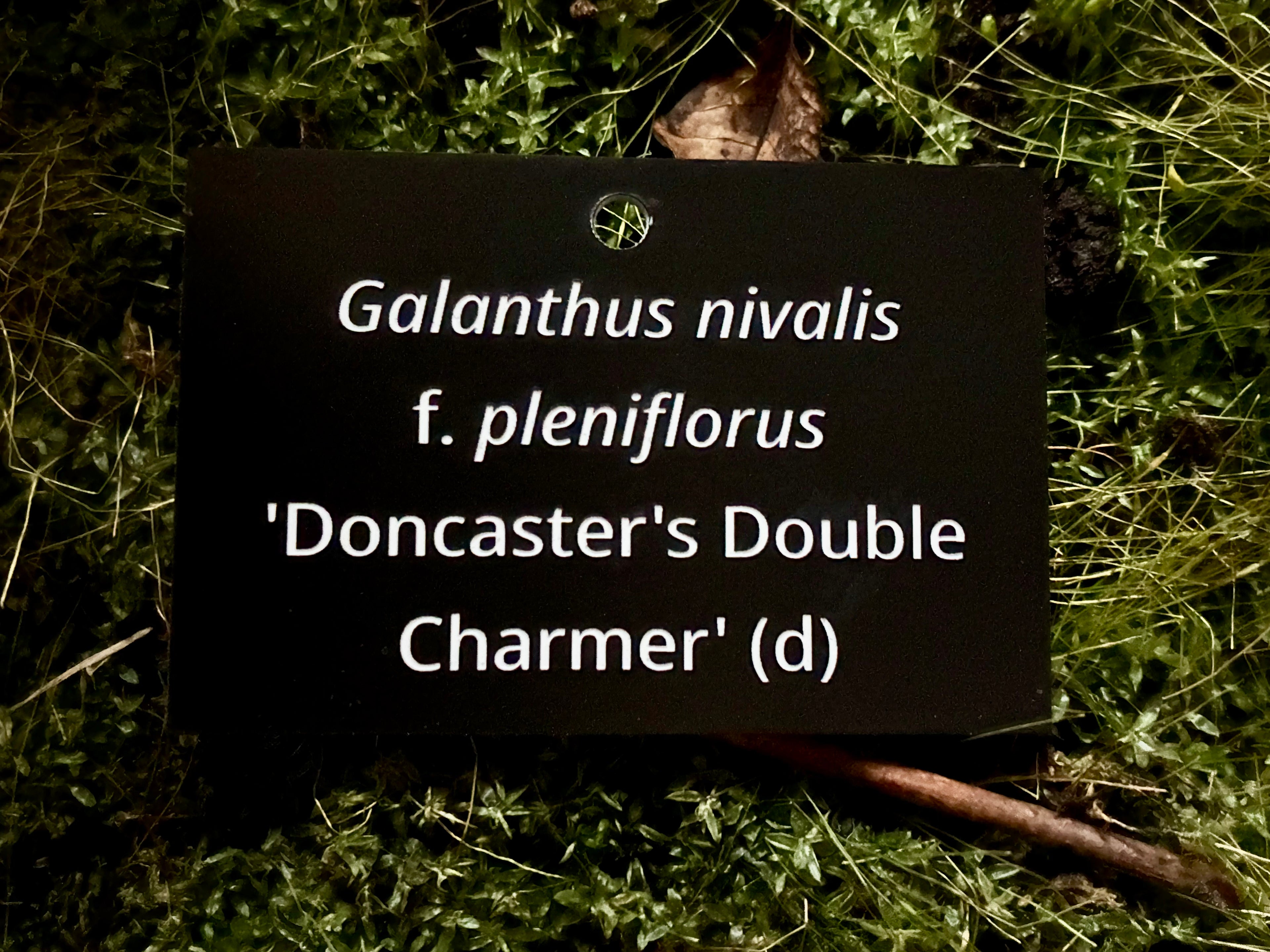 Galanthus nivalis f. pleniflorus 'Doncaster's Double Charmer' (d) - Plant label