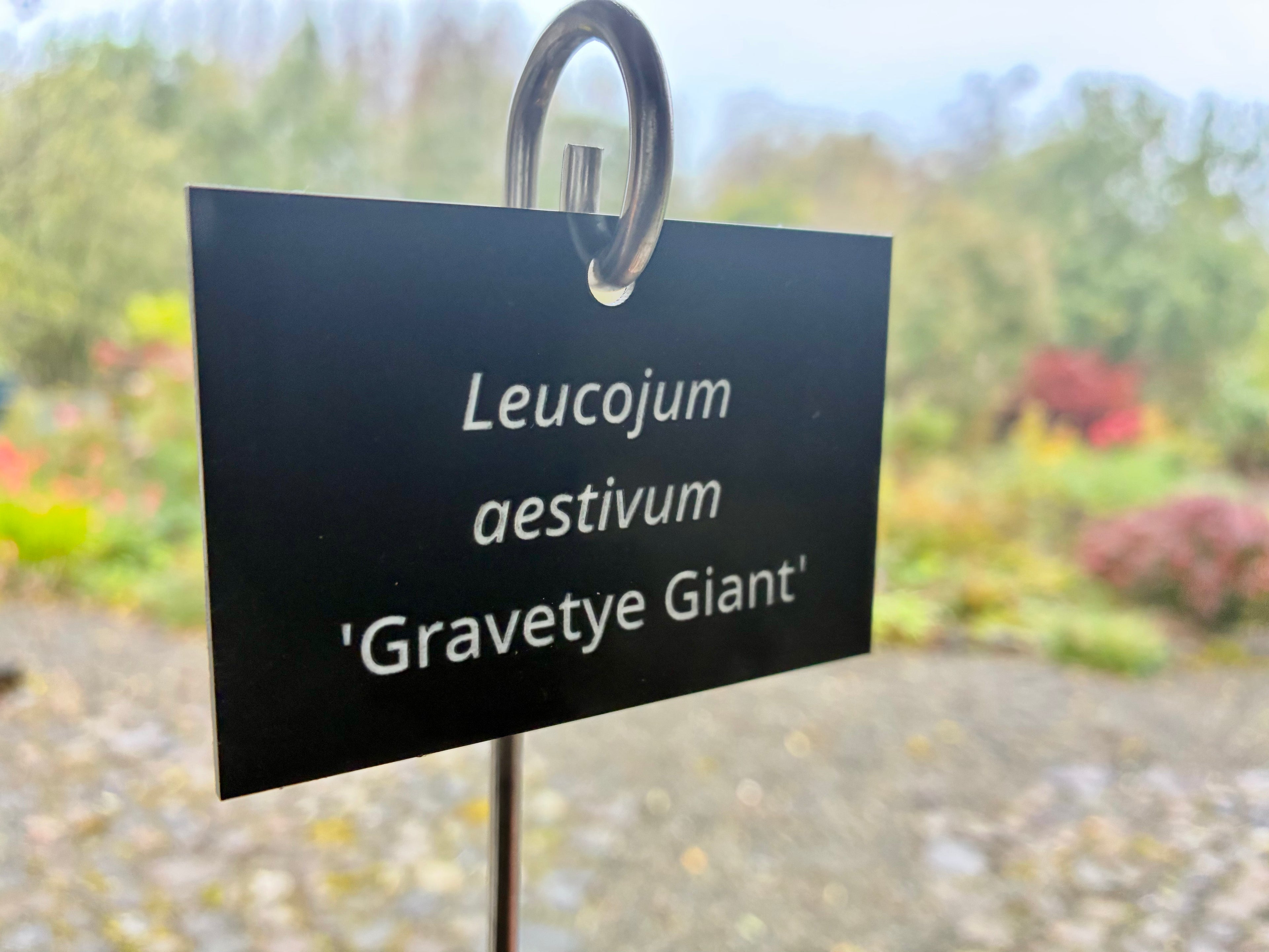Leucojum aestivum 'Gravetye Giant' - Plant label