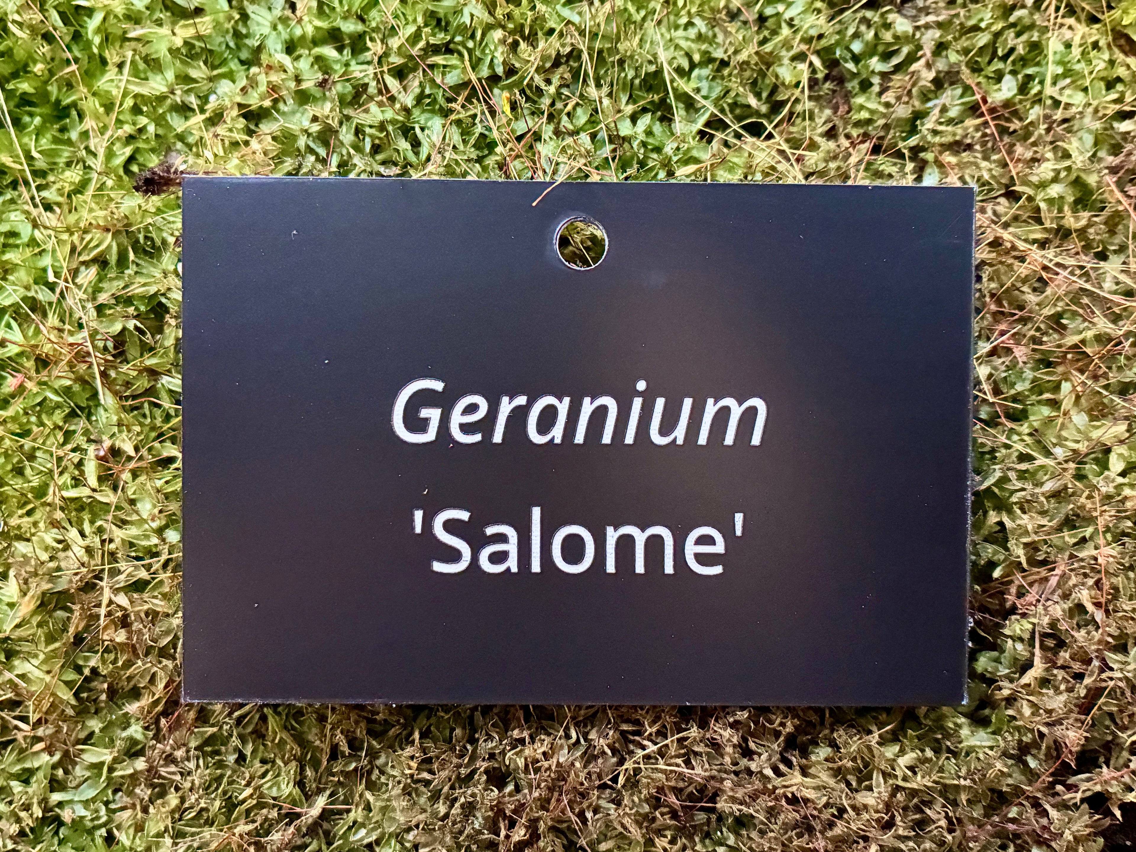 Geranium 'Salome' - Plant label