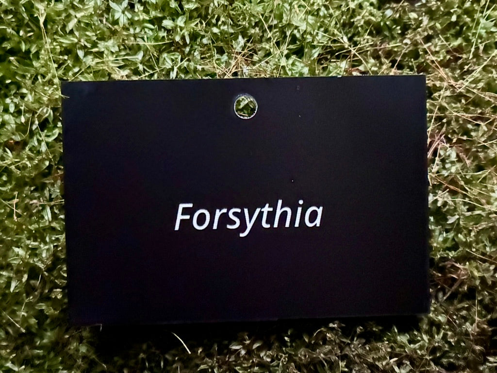 Forsythia - Plant label