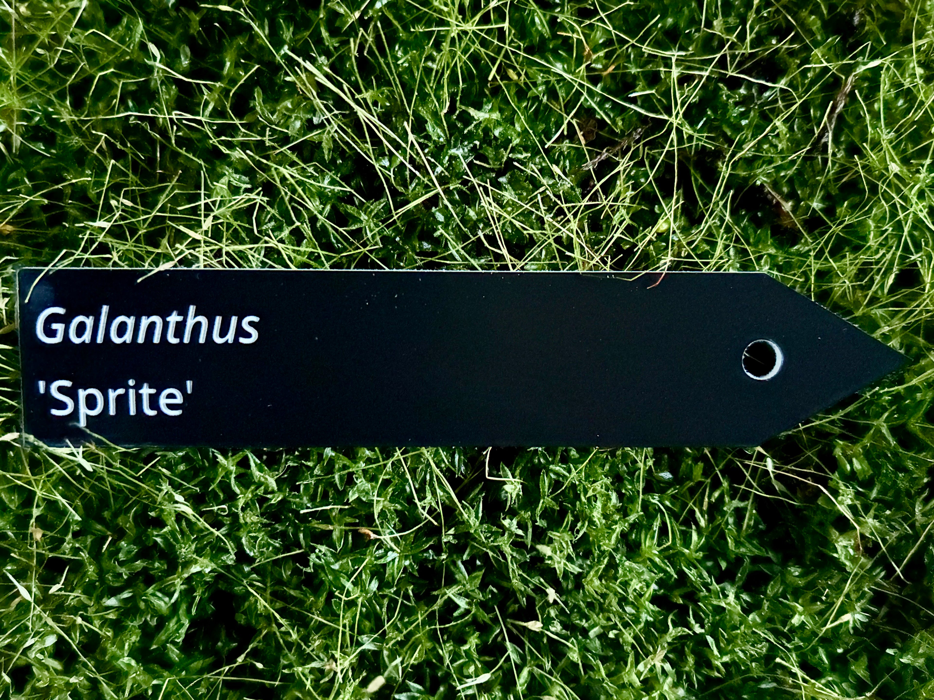 Galanthus 'Sprite' - Plant label