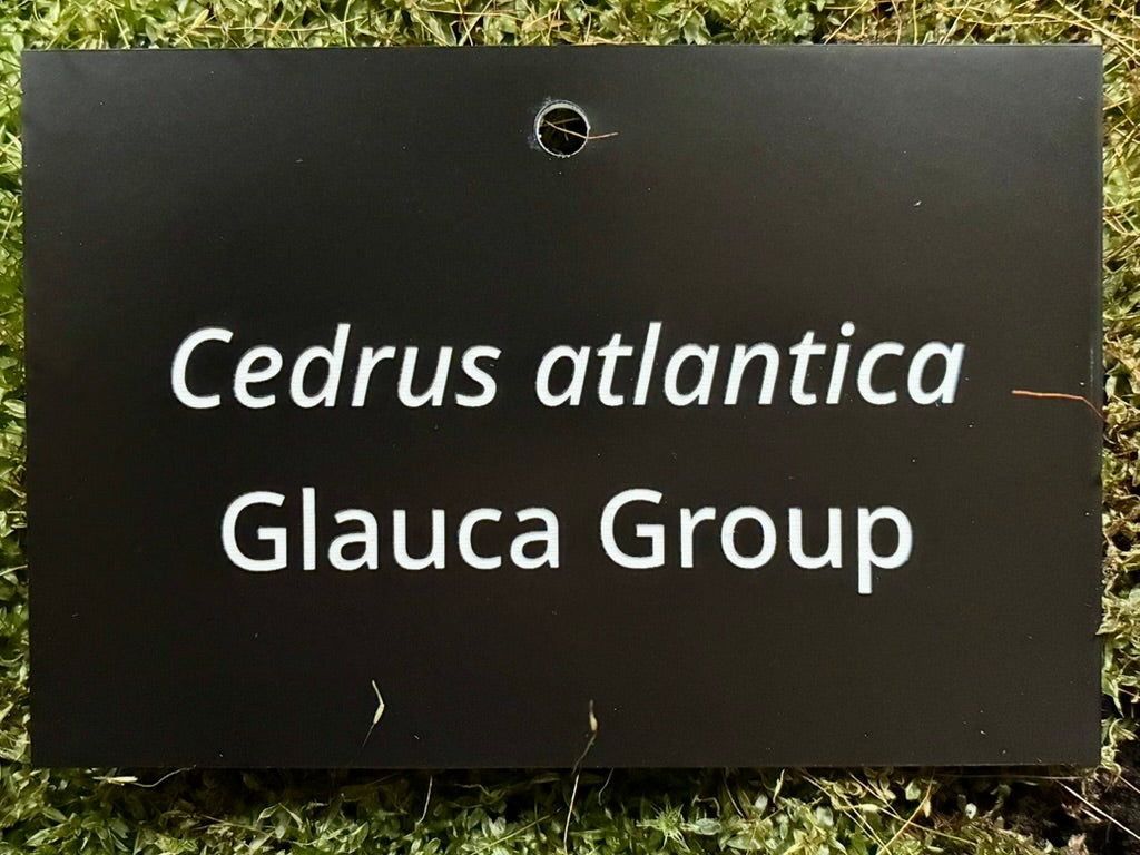 Cedrus atlantica Glauca Group - Plant label