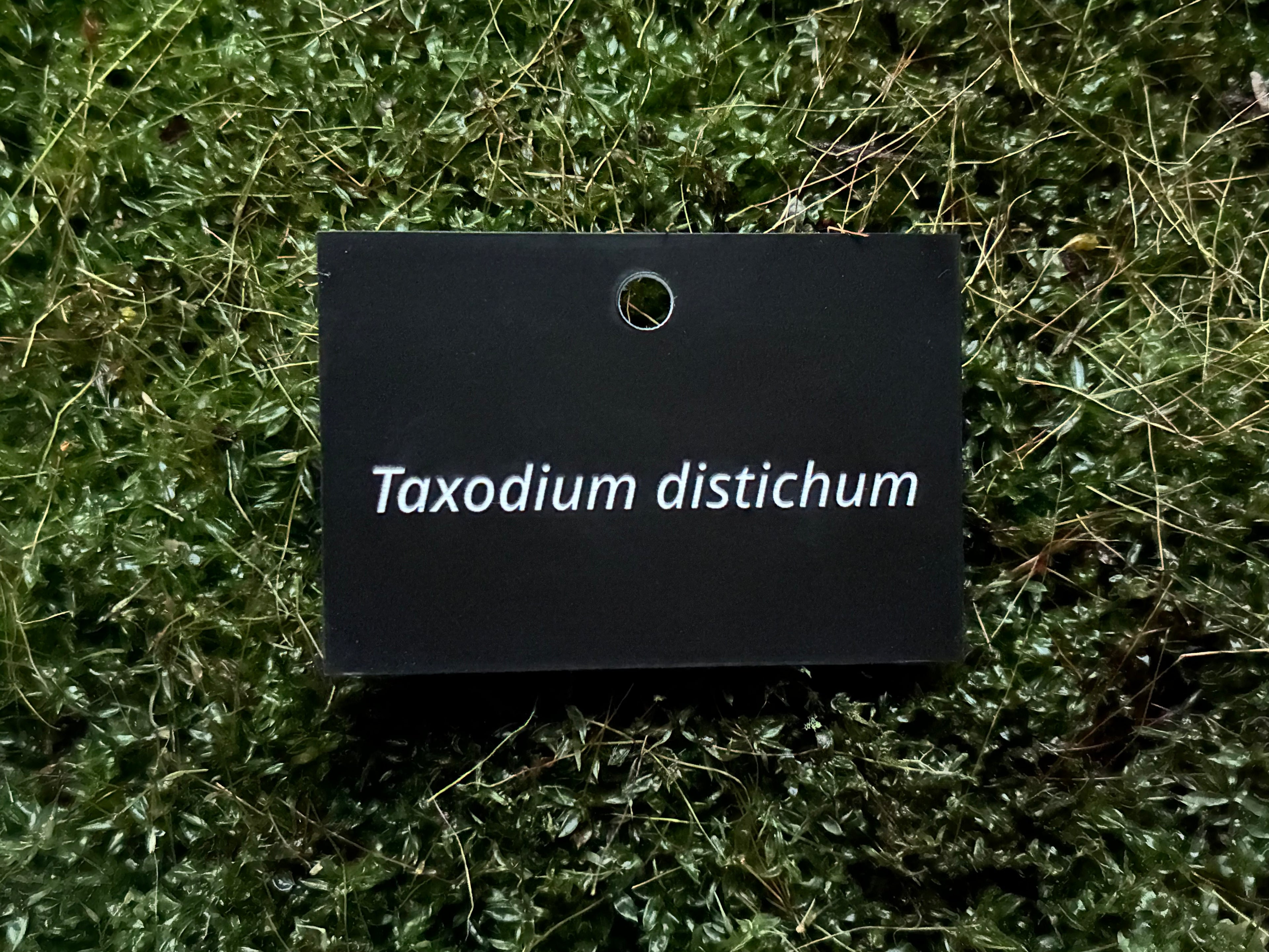 Taxodium distichum - Plant label