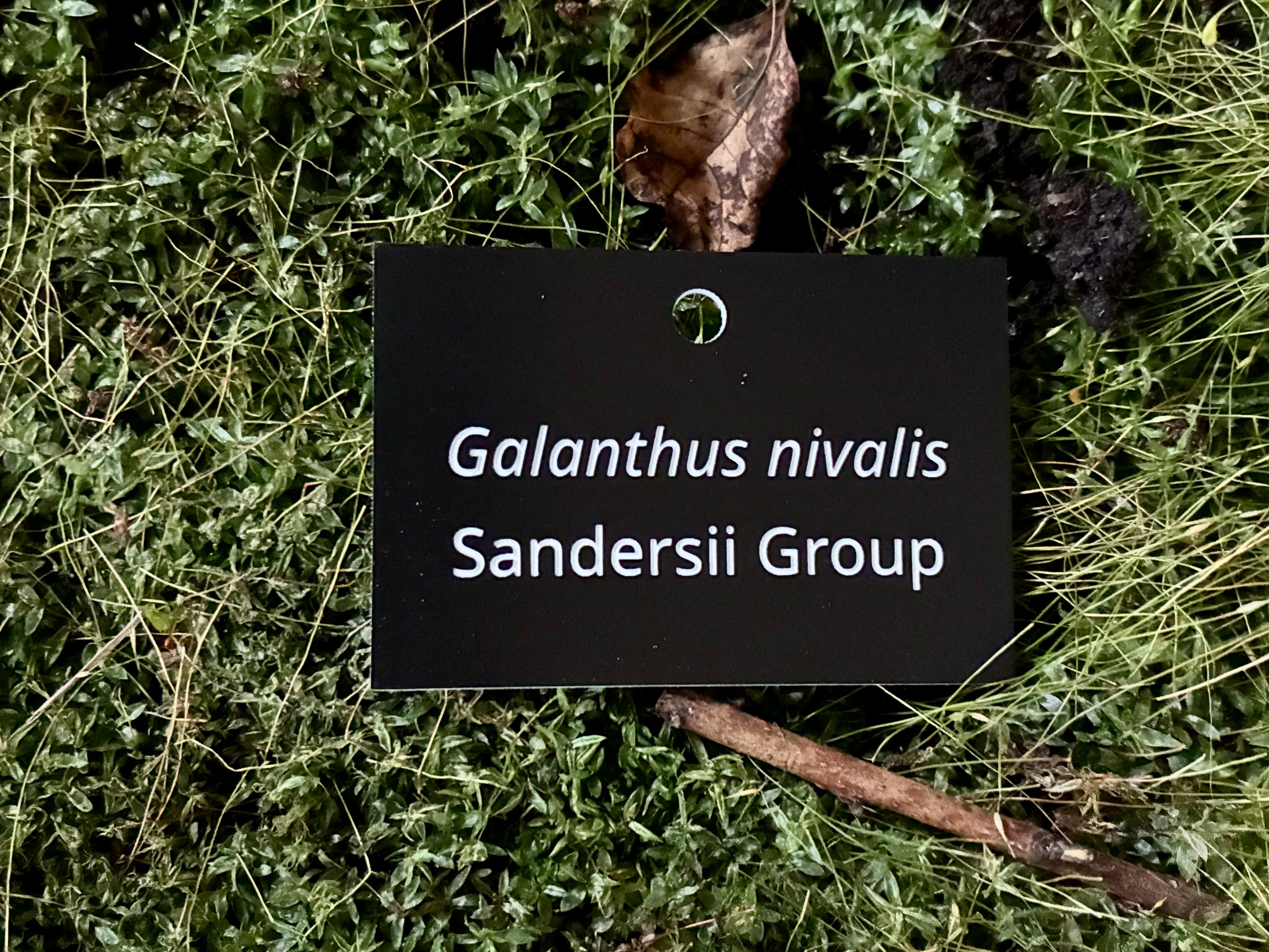 Galanthus nivalis Sandersii Group - Plant label