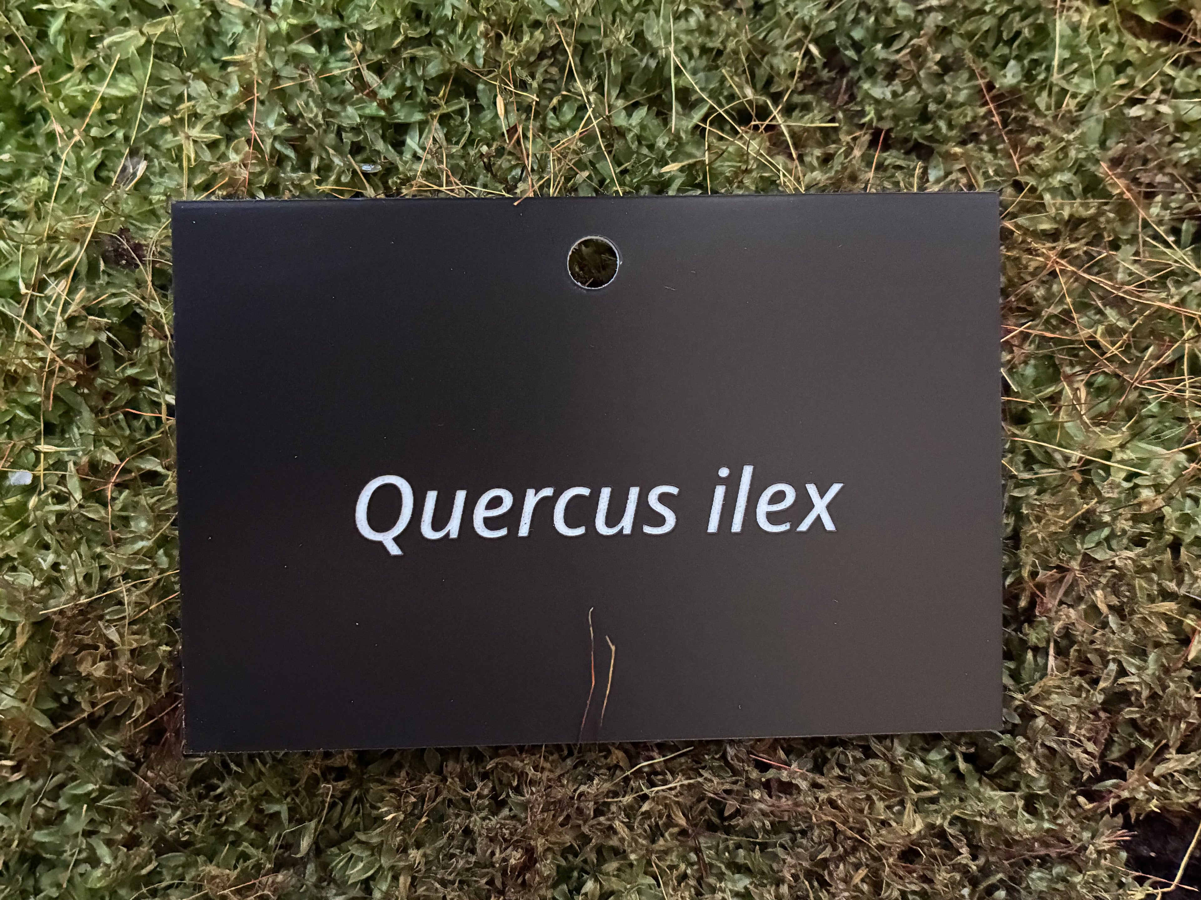 Quercus ilex - Plant label