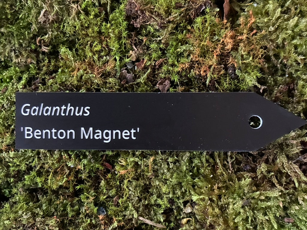 Galanthus 'Benton Magnet' - Plant label