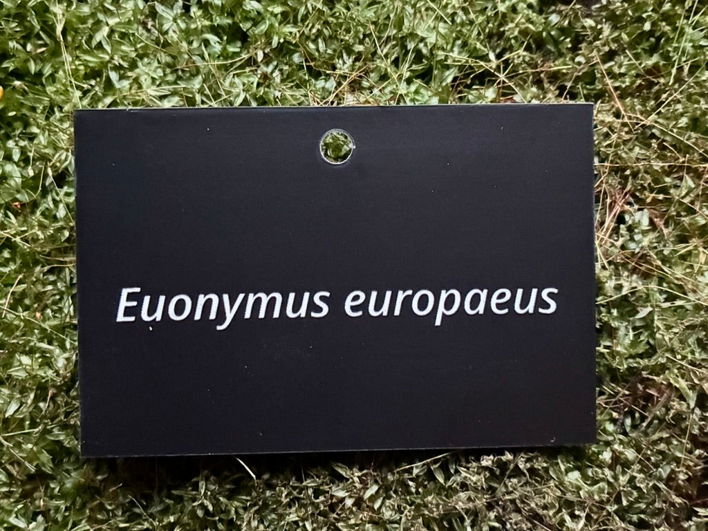 Euonymus europaeus - Plant label