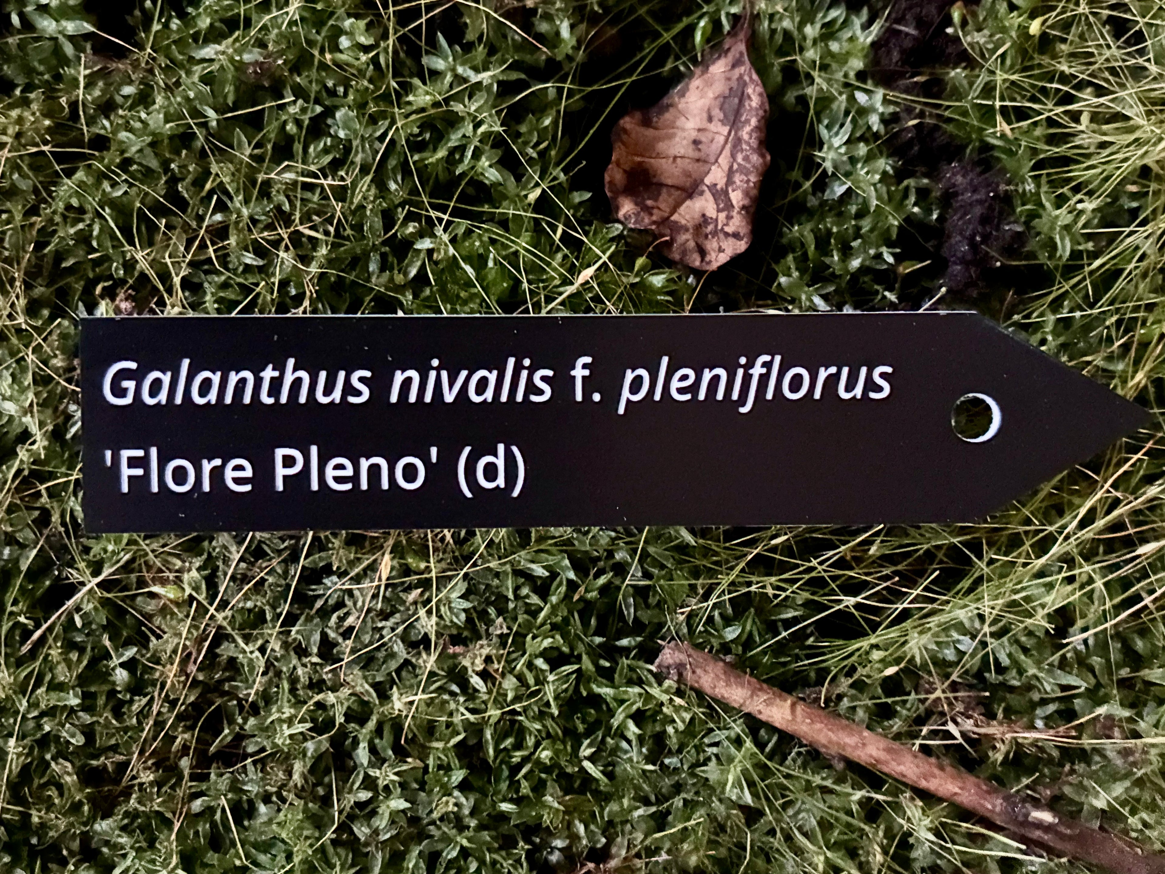 Galanthus nivalis f. pleniflorus 'Flore Pleno' (d) - Plant label