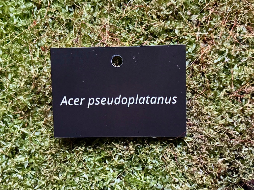 Acer pseudoplatanus - Plant label