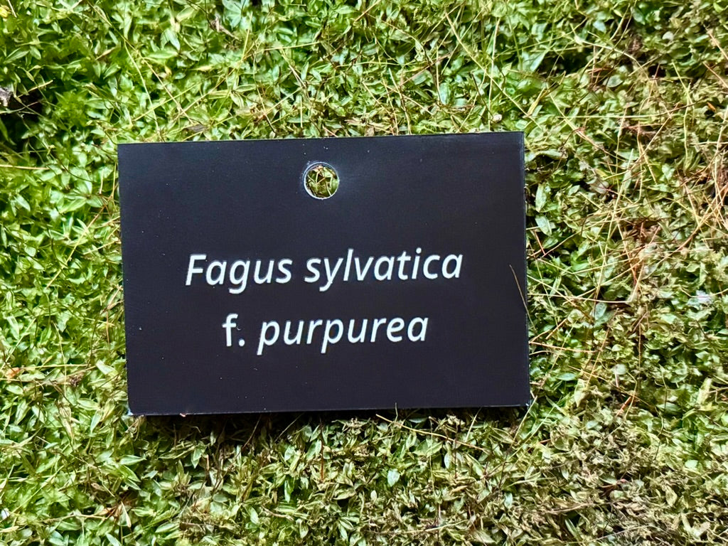Fagus sylvatica f. purpurea - Plant label