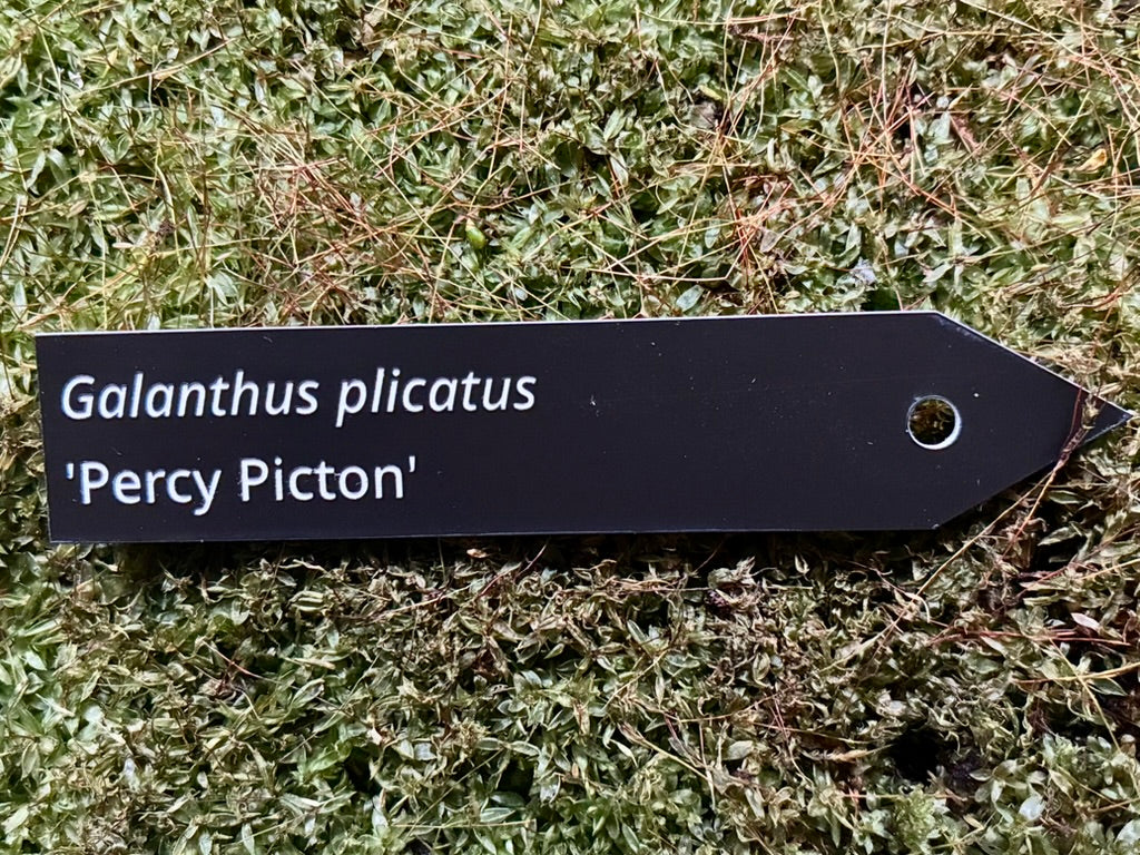Galanthus plicatus 'Percy Picton' - Plant label