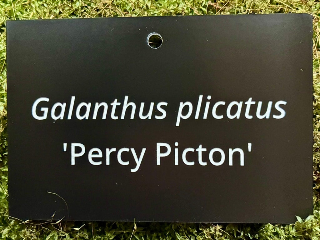 Galanthus plicatus 'Percy Picton' - Plant label