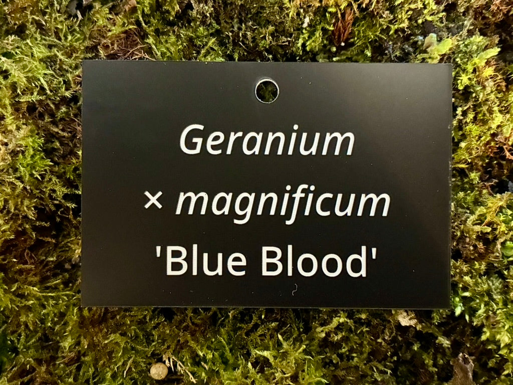 Geranium × magnificum 'Blue Blood' - Plant label