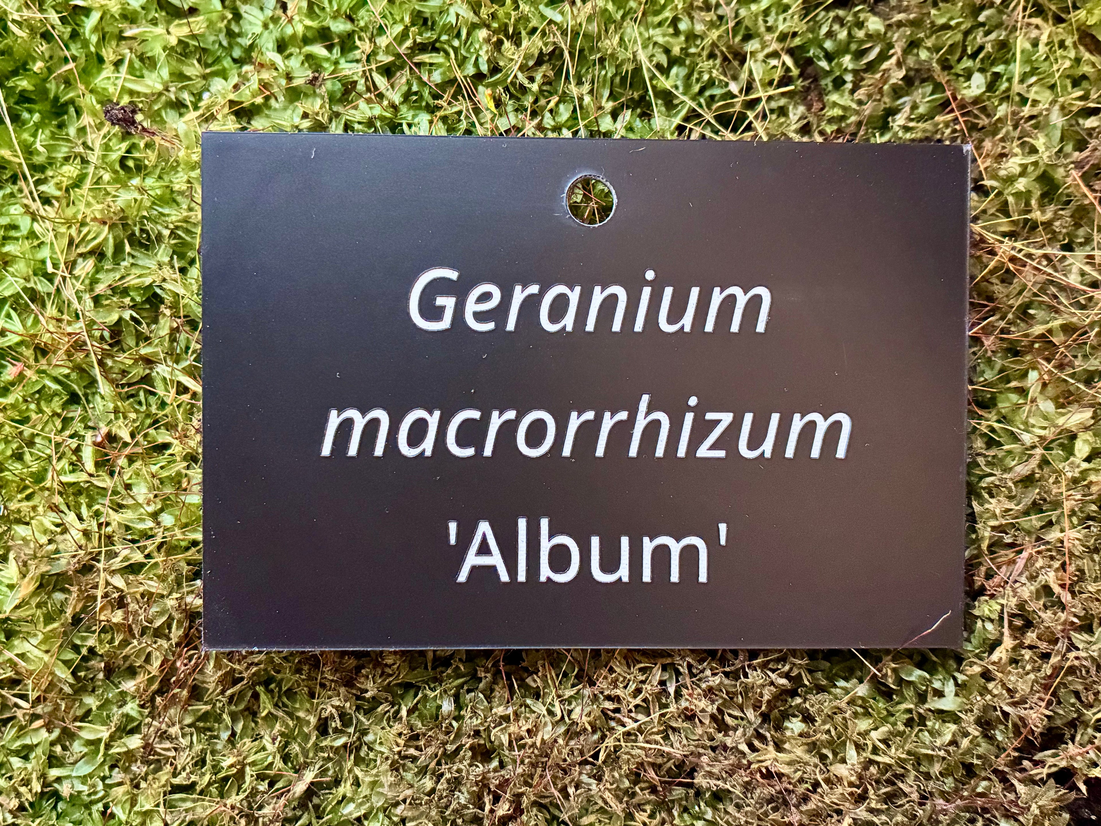Geranium macrorrhizum 'Album' - Plant label