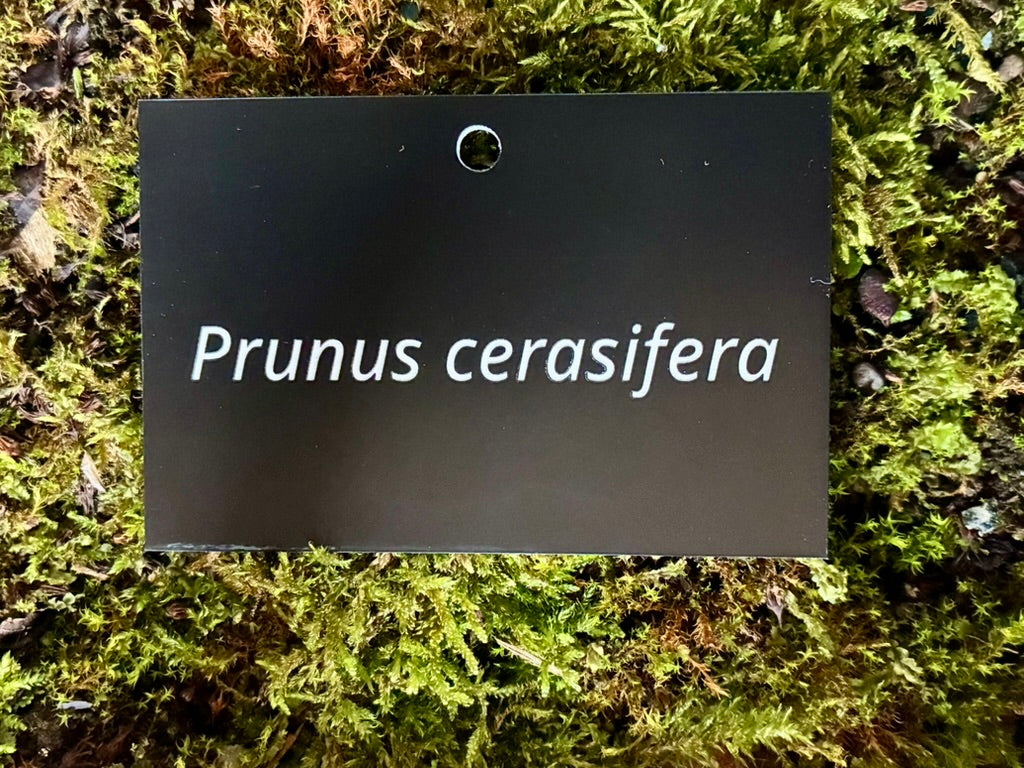 Prunus cerasifera - Plant label