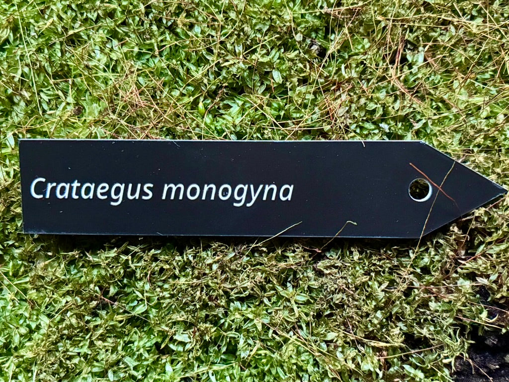 Crataegus monogyna - Plant label