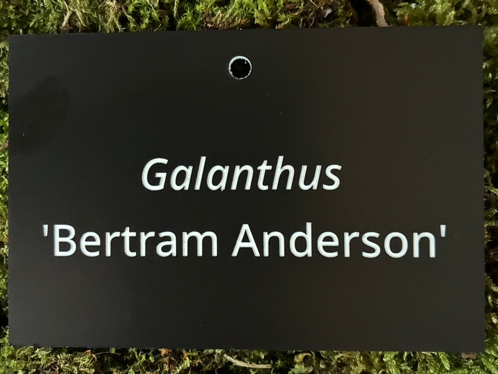 Galanthus 'Bertram Anderson' - Plant label