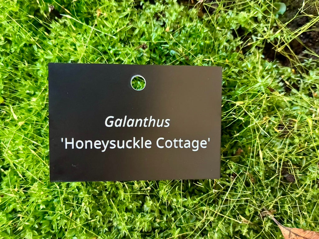 Galanthus 'Honeysuckle Cottage' - Plant label