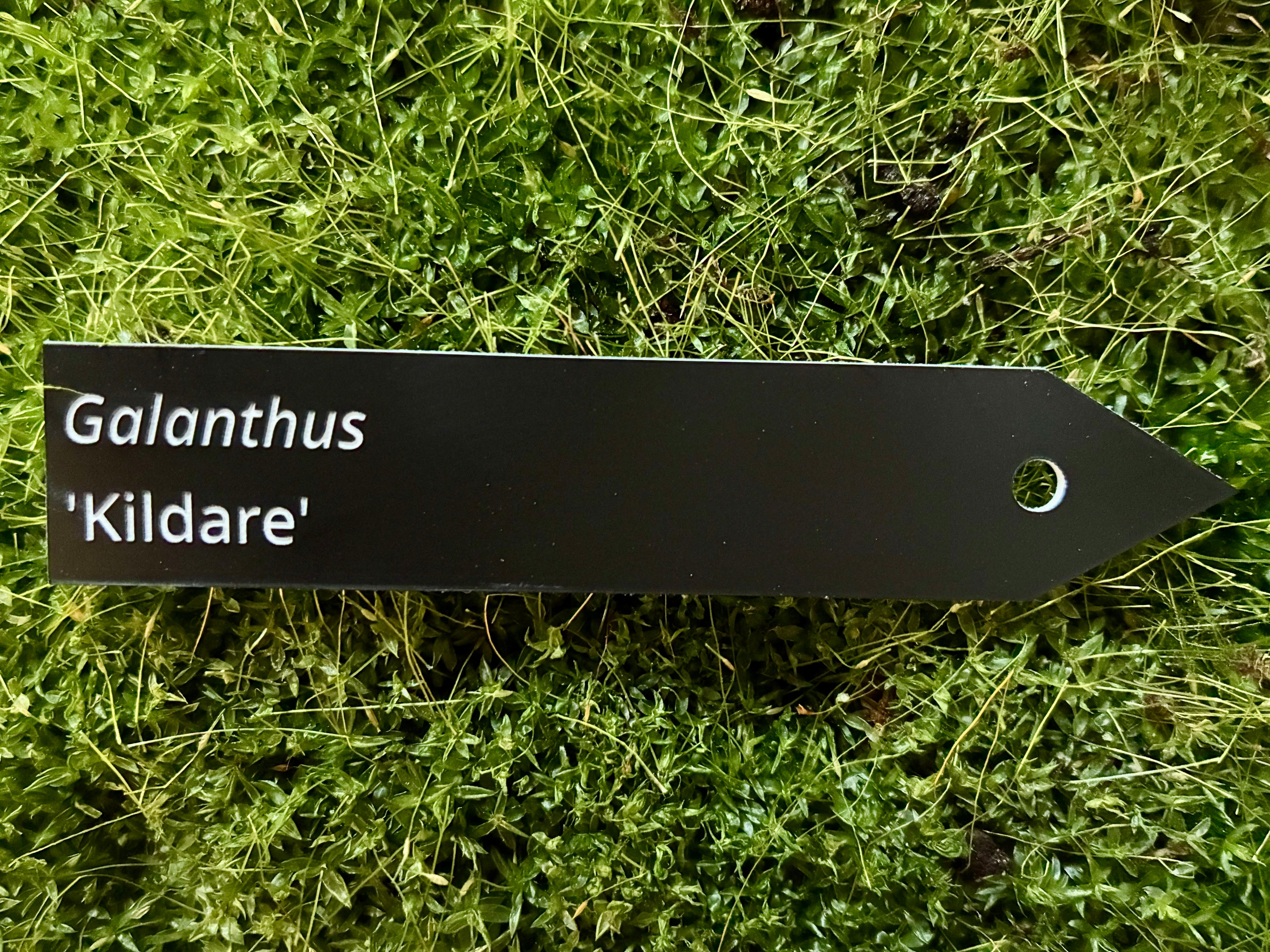 Galanthus 'Kildare' - Plant label