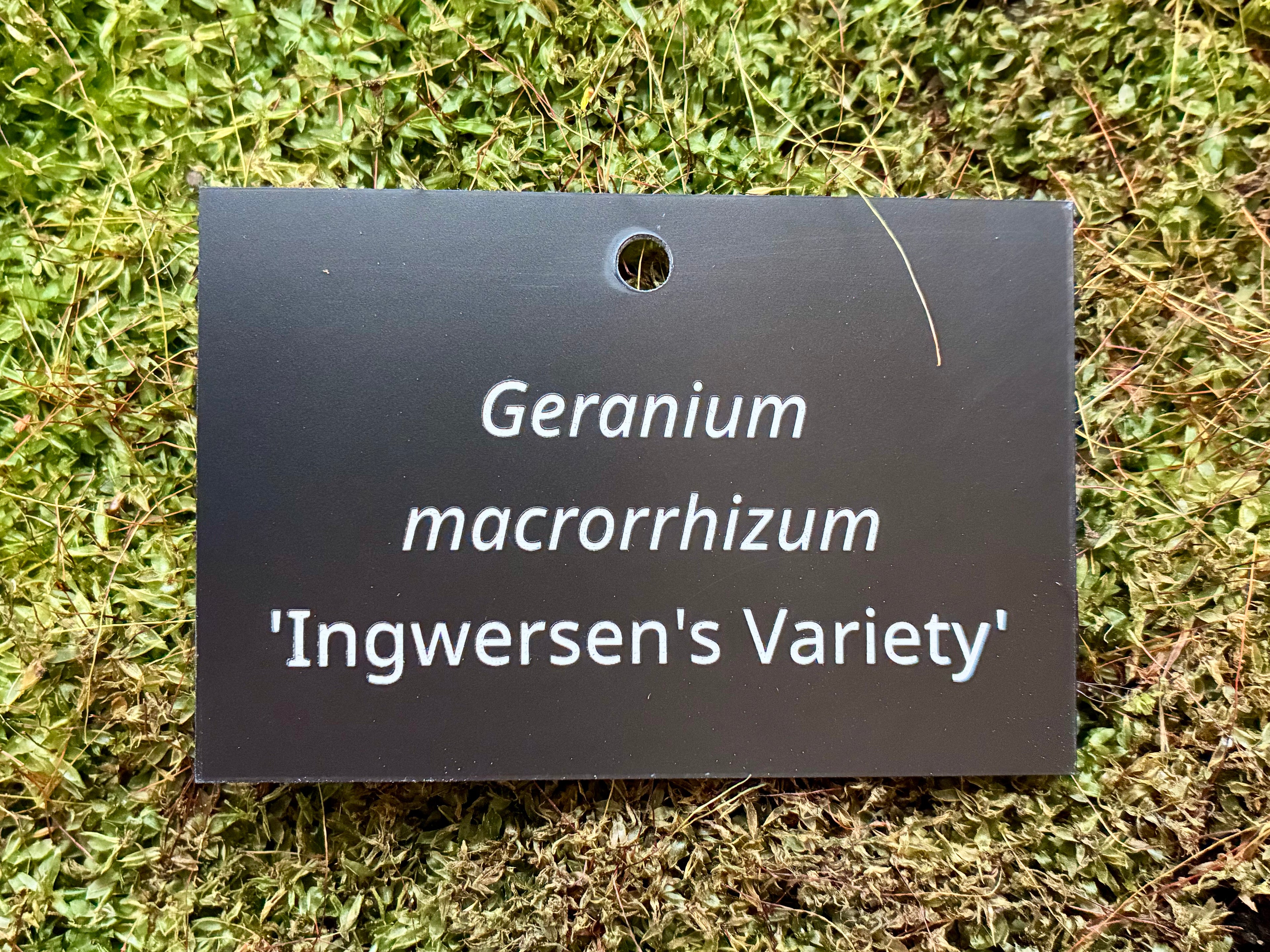 Geranium macrorrhizum 'Ingwersen's Variety' - Plant label