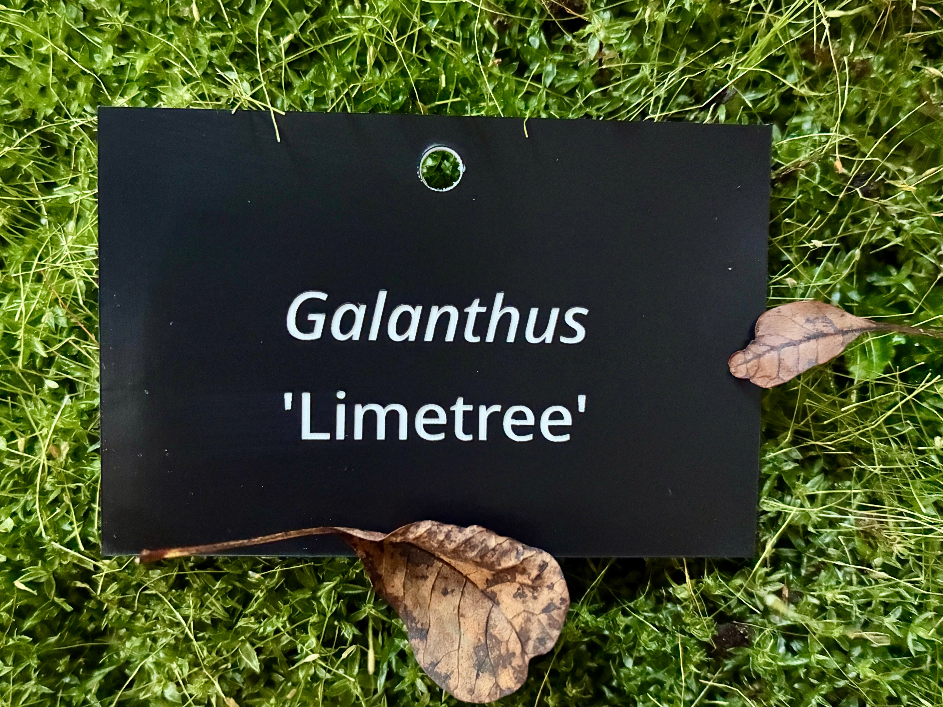 Galanthus 'Limetree' - Plant label