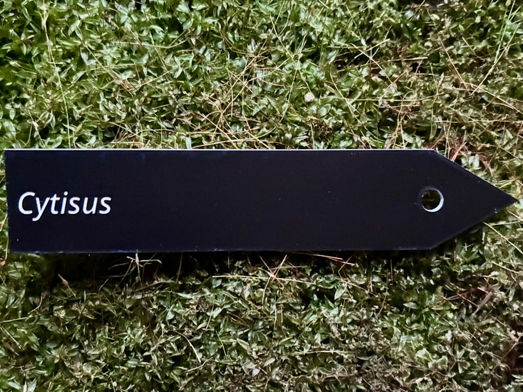 Cytisus - Plant label