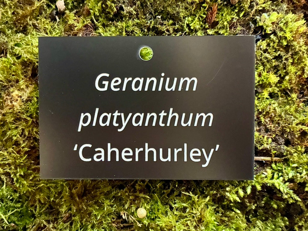 Geranium platyanthum ‘Caherhurley’ - Plant label