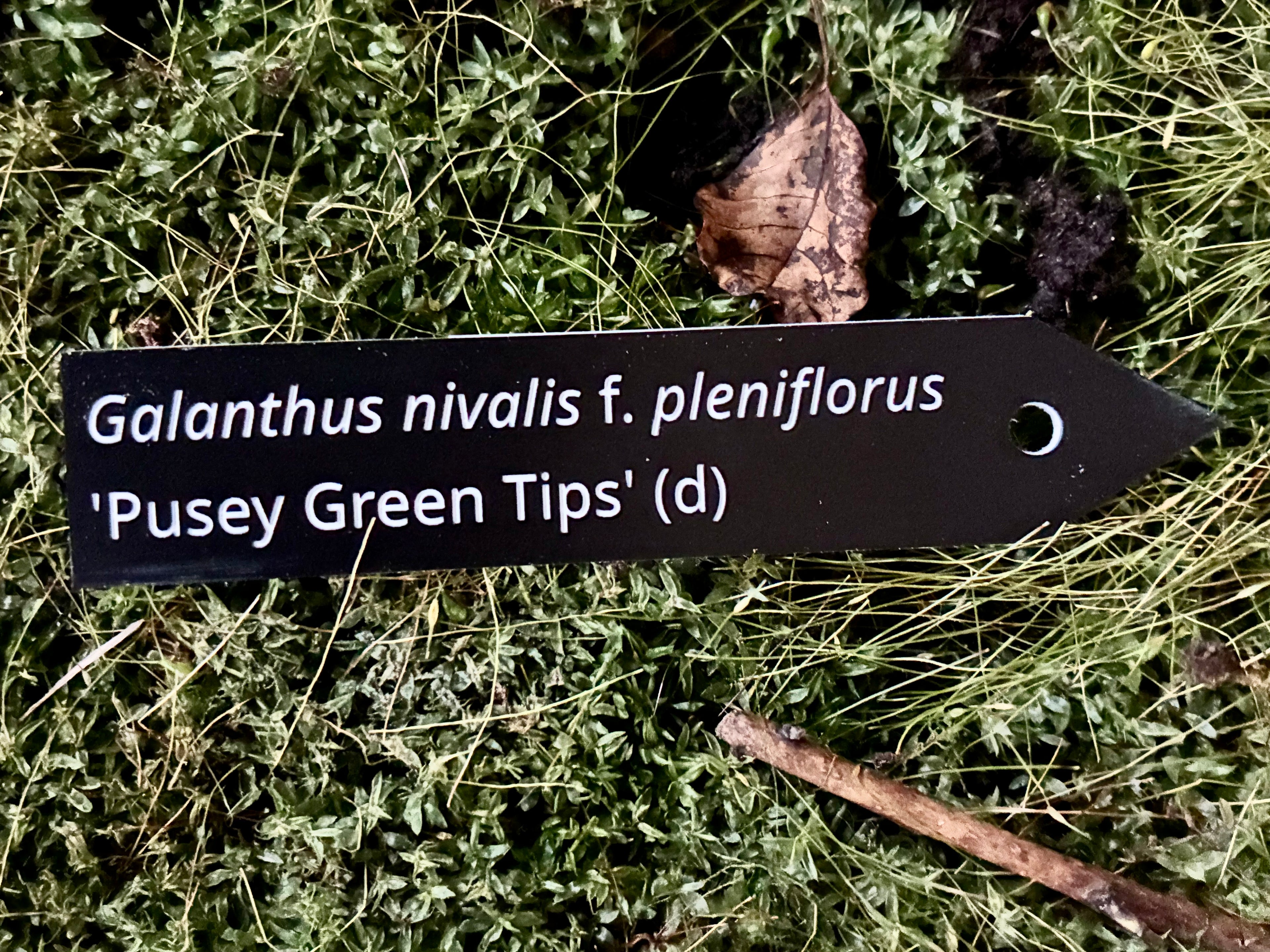 Galanthus nivalis f. pleniflorus 'Pusey Green Tips' (d) - Plant label