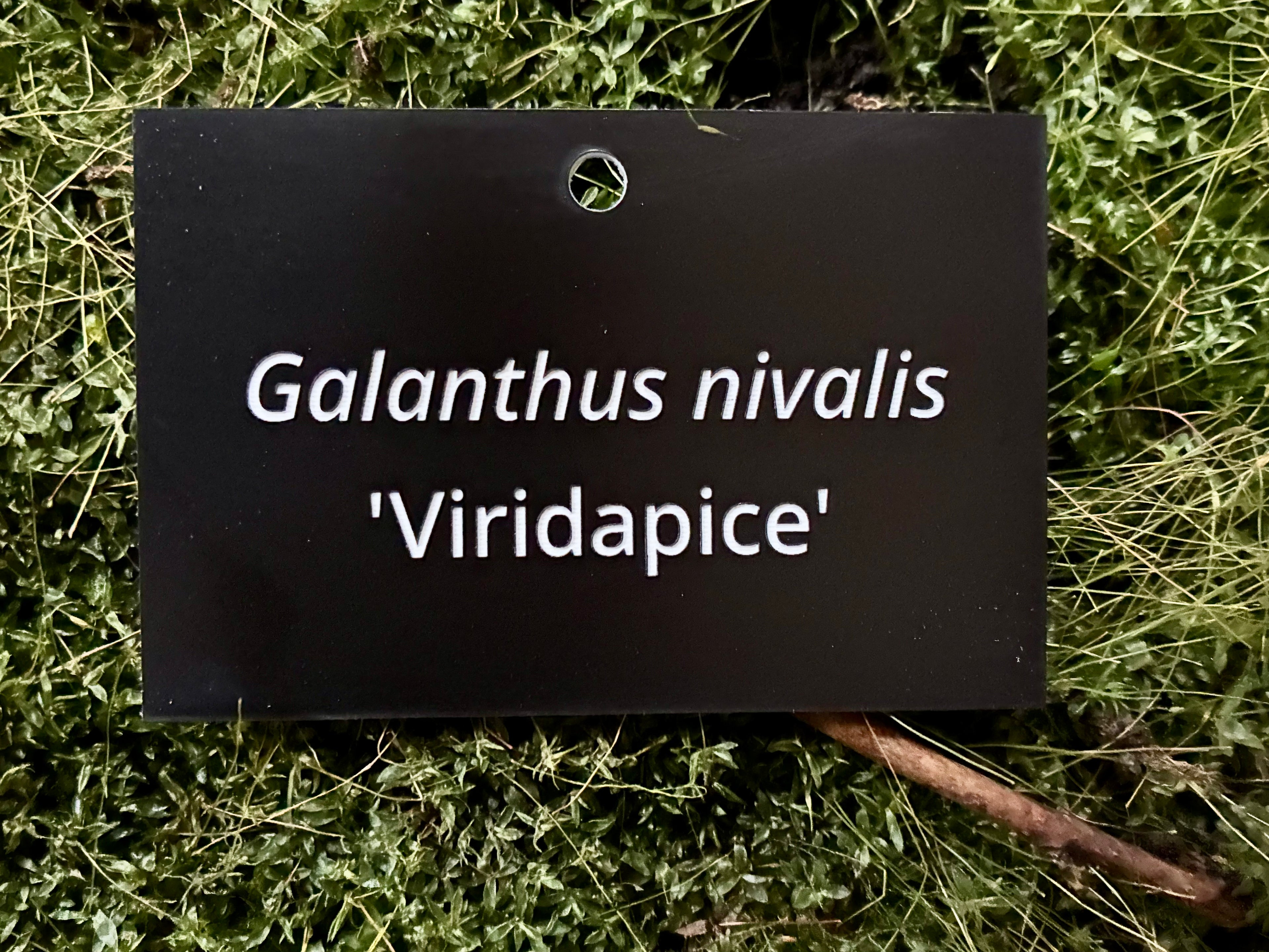 Galanthus nivalis 'Viridapice' - Plant label