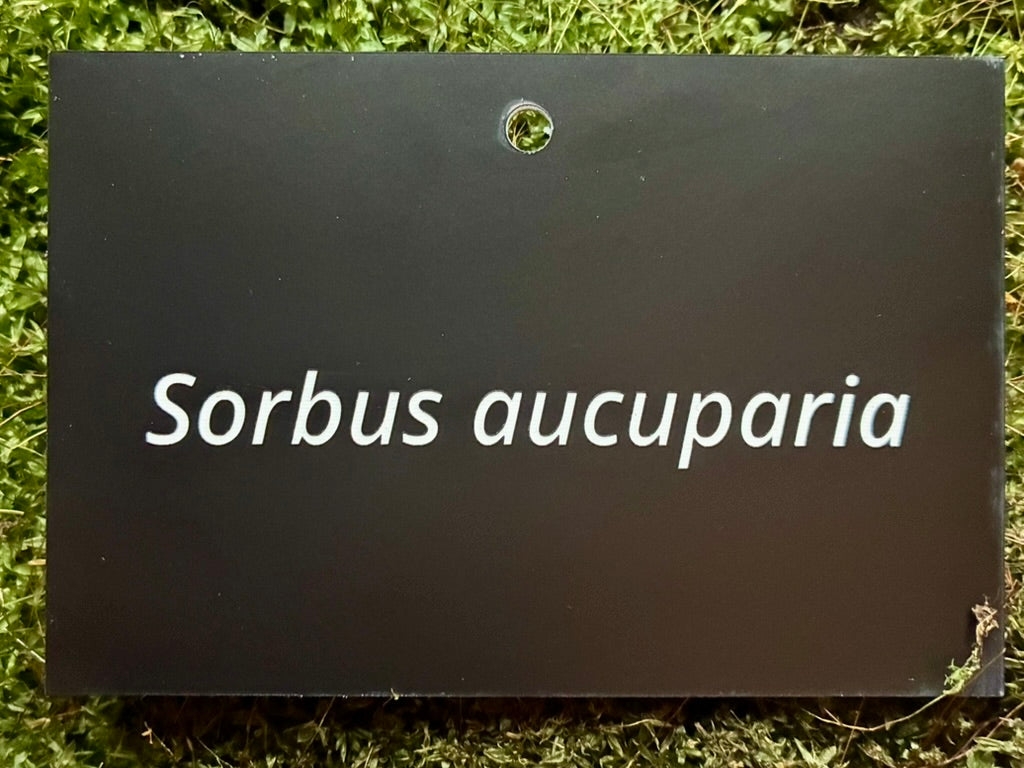Sorbus aucuparia - Plant label