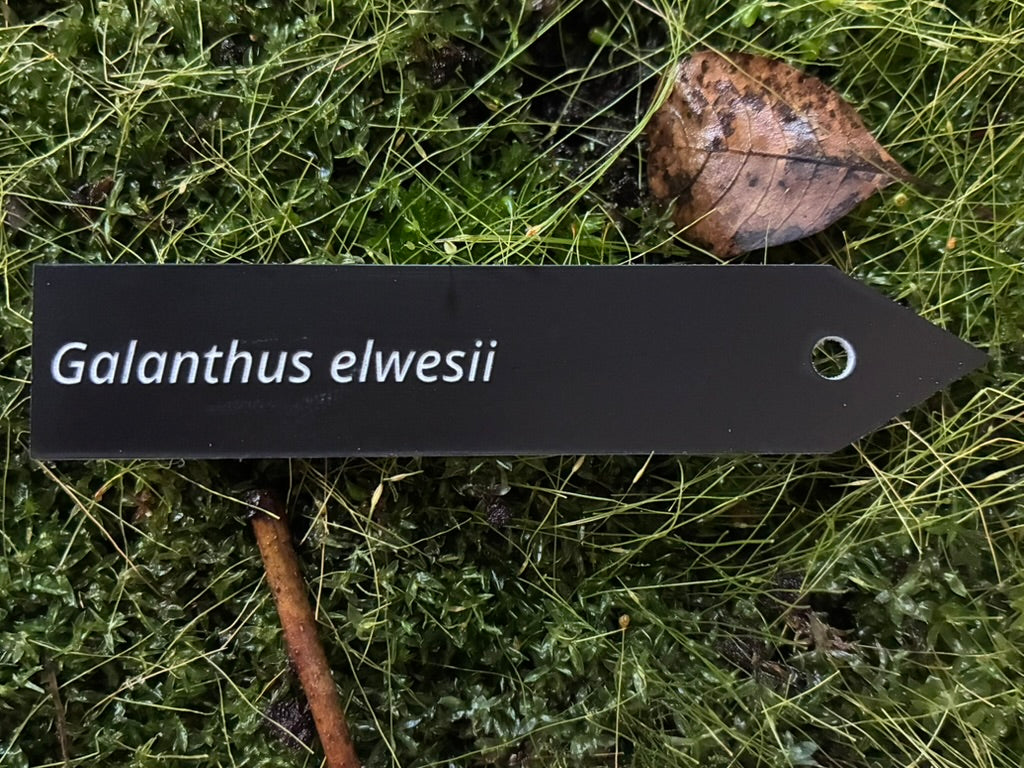 Galanthus elwesii - Plant label