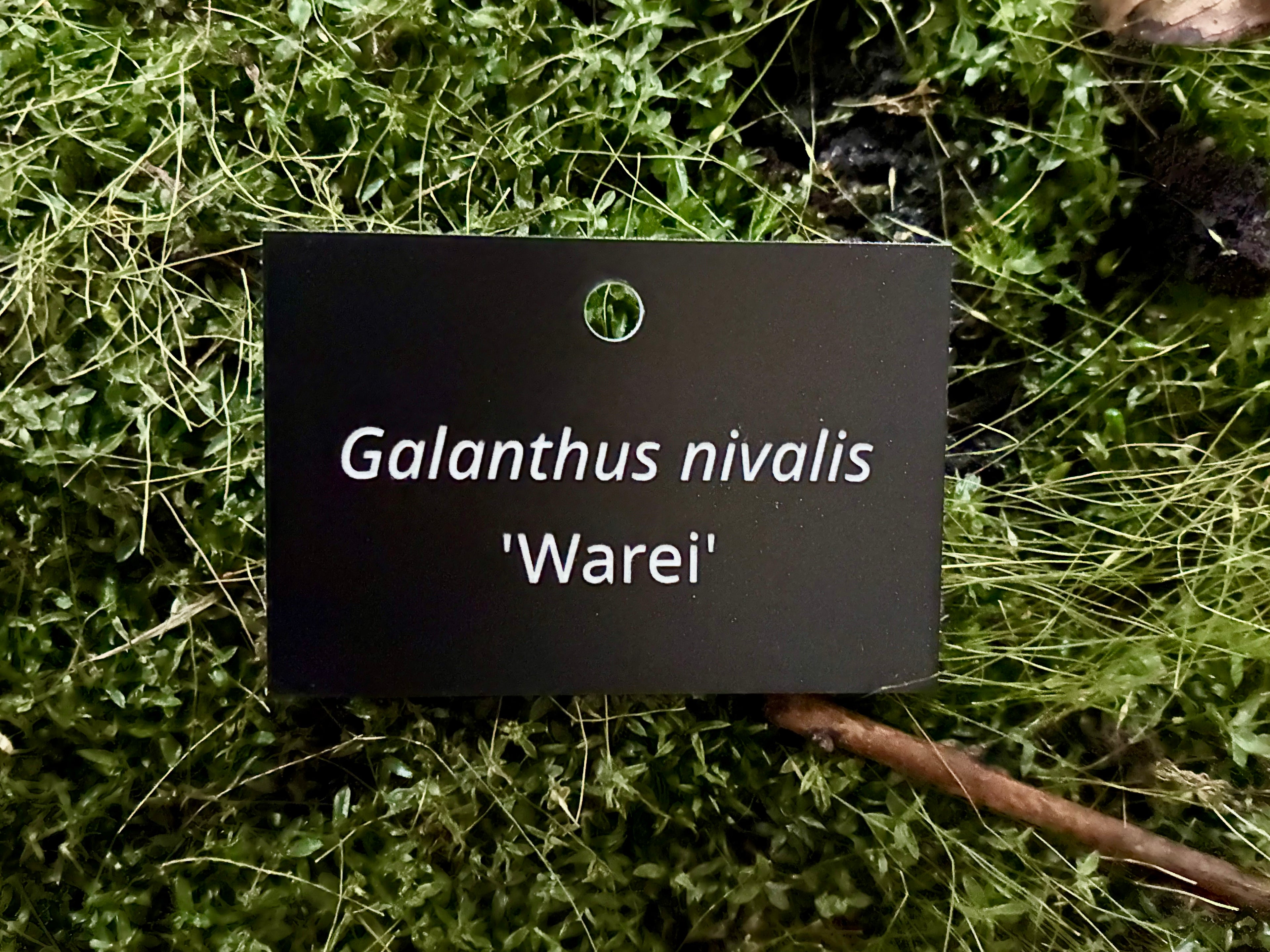 Galanthus nivalis 'Warei' - Plant label
