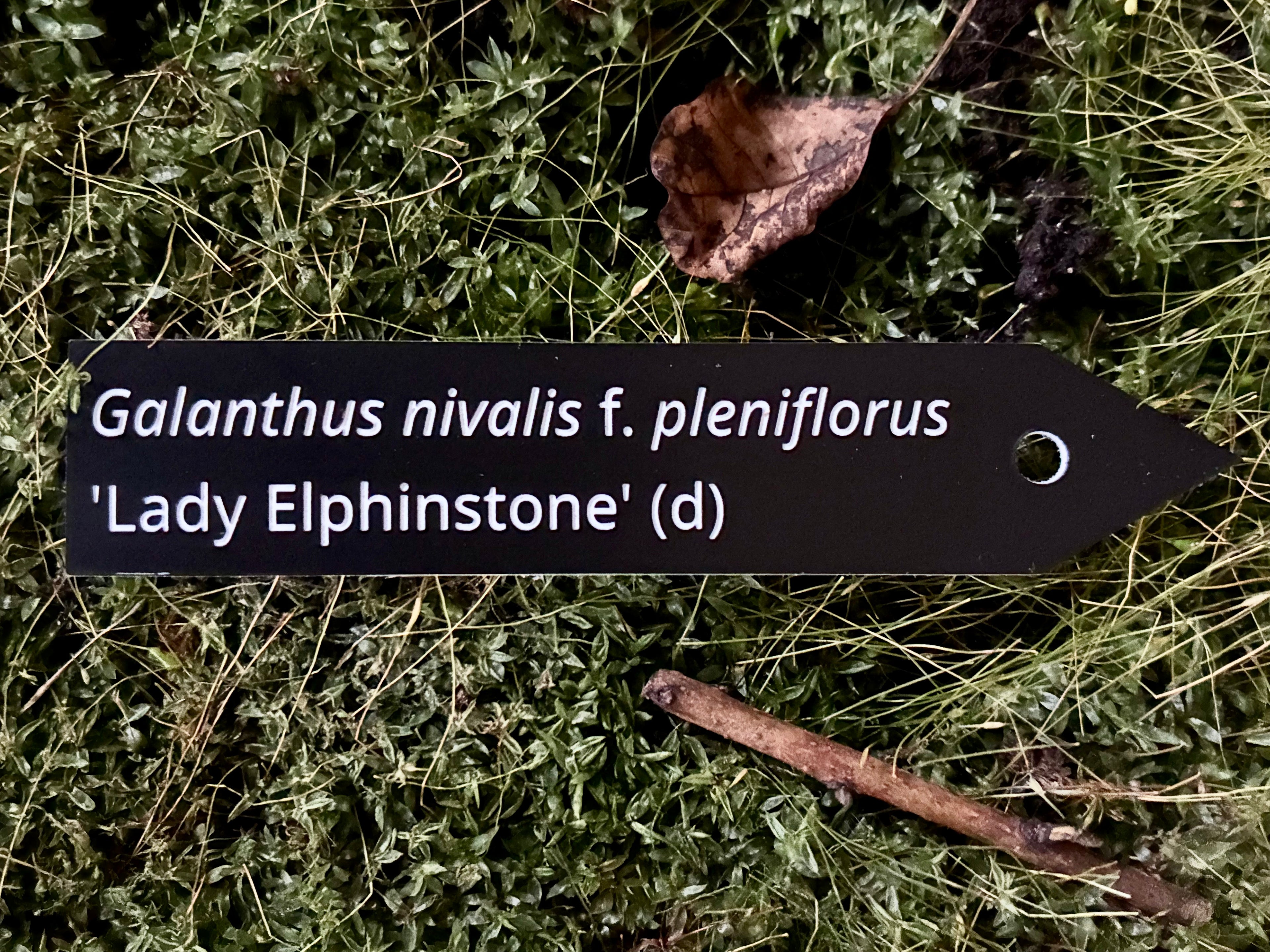 Galanthus nivalis f. pleniflorus 'Lady Elphinstone' (d) - Plant label