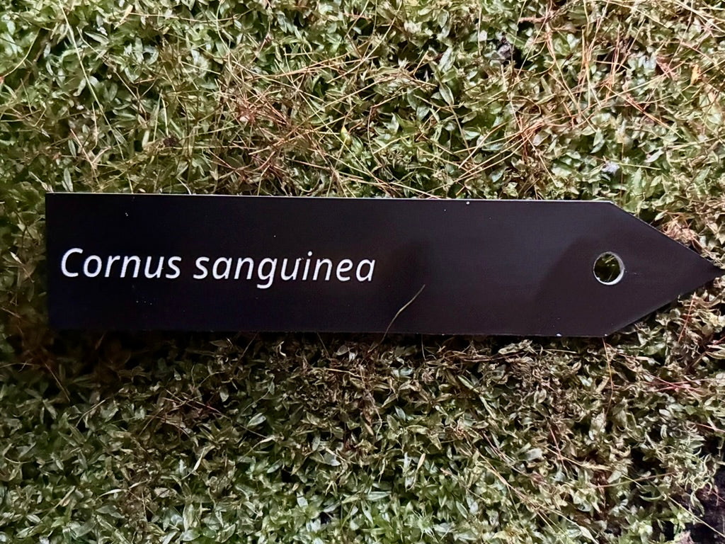 Cornus sanguinea - Plant label