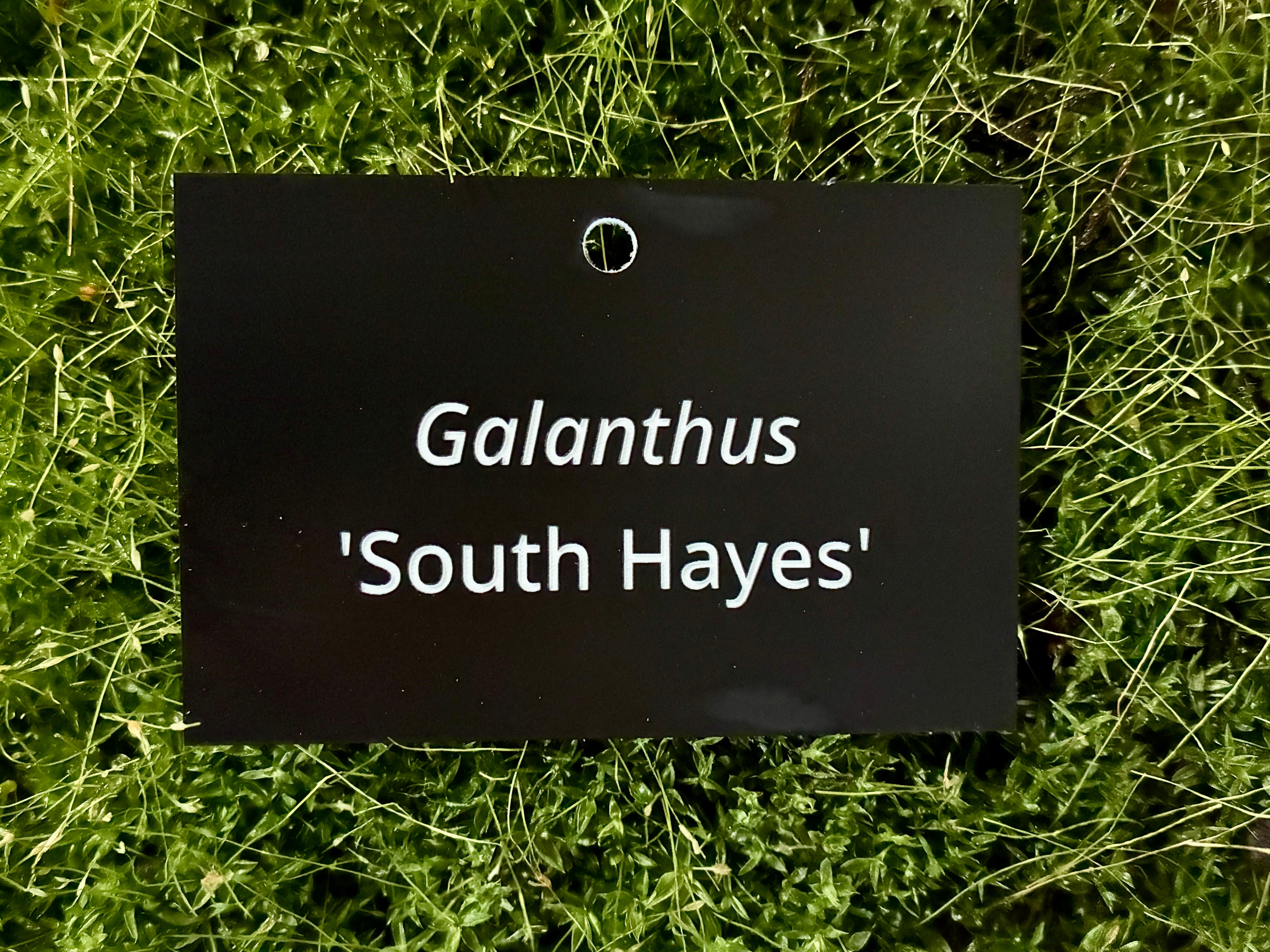 Galanthus 'South Hayes' - Plant label