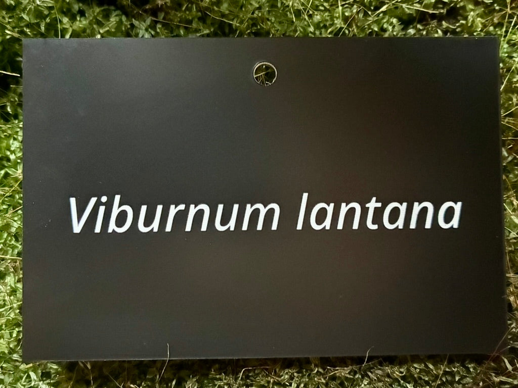 Viburnum lantana - Plant label