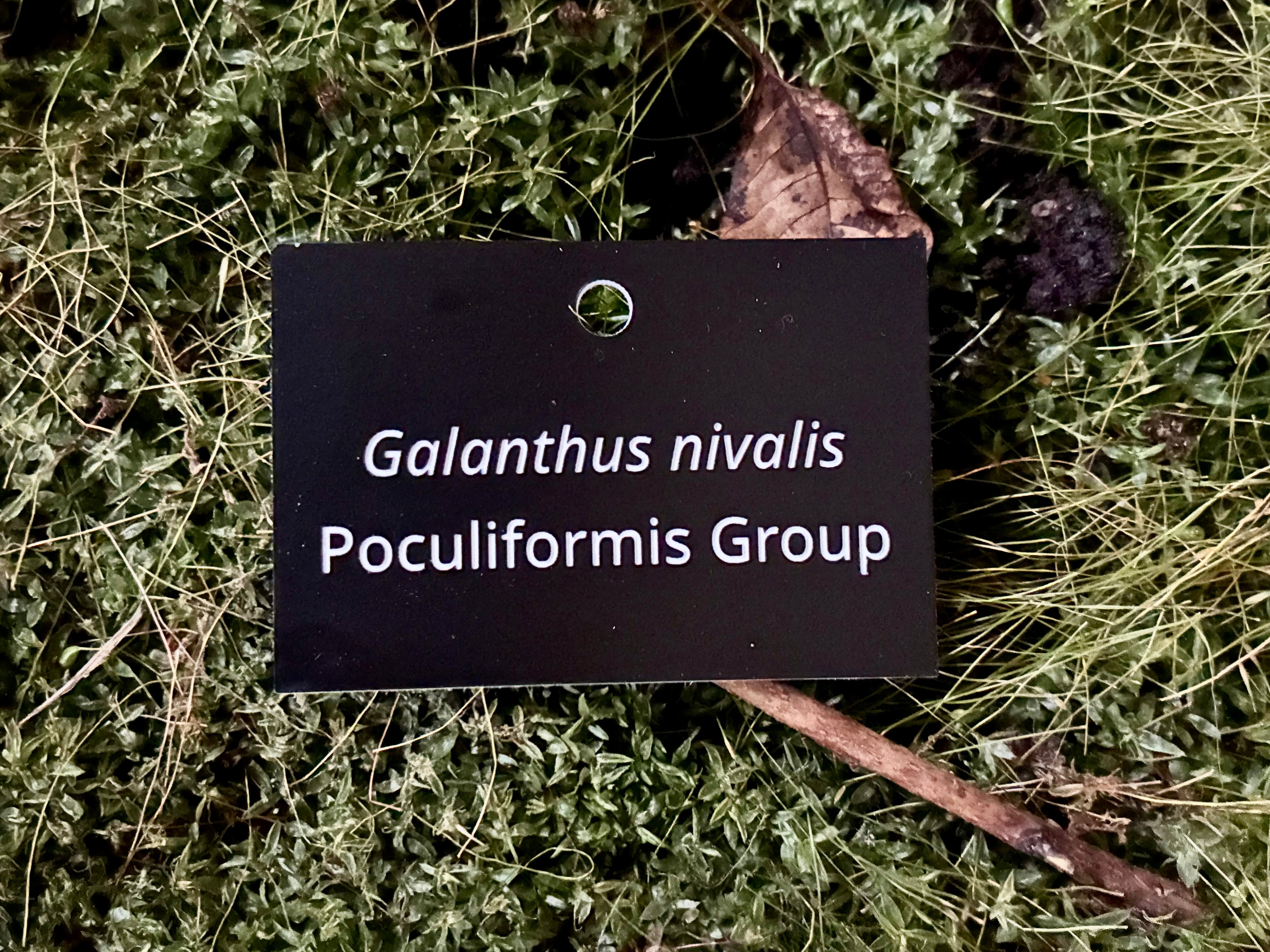 Galanthus nivalis Poculiformis Group - Plant label