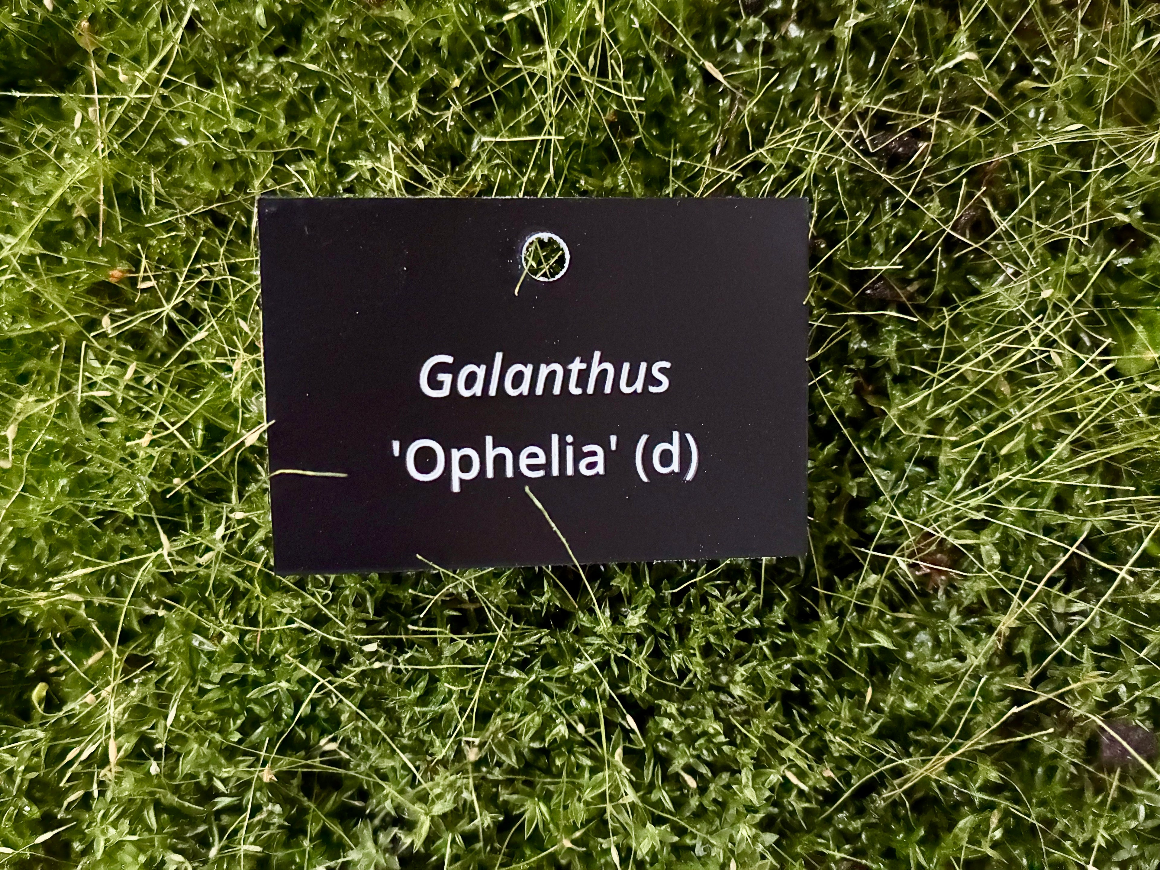 Galanthus 'Ophelia' (d) - Plant label