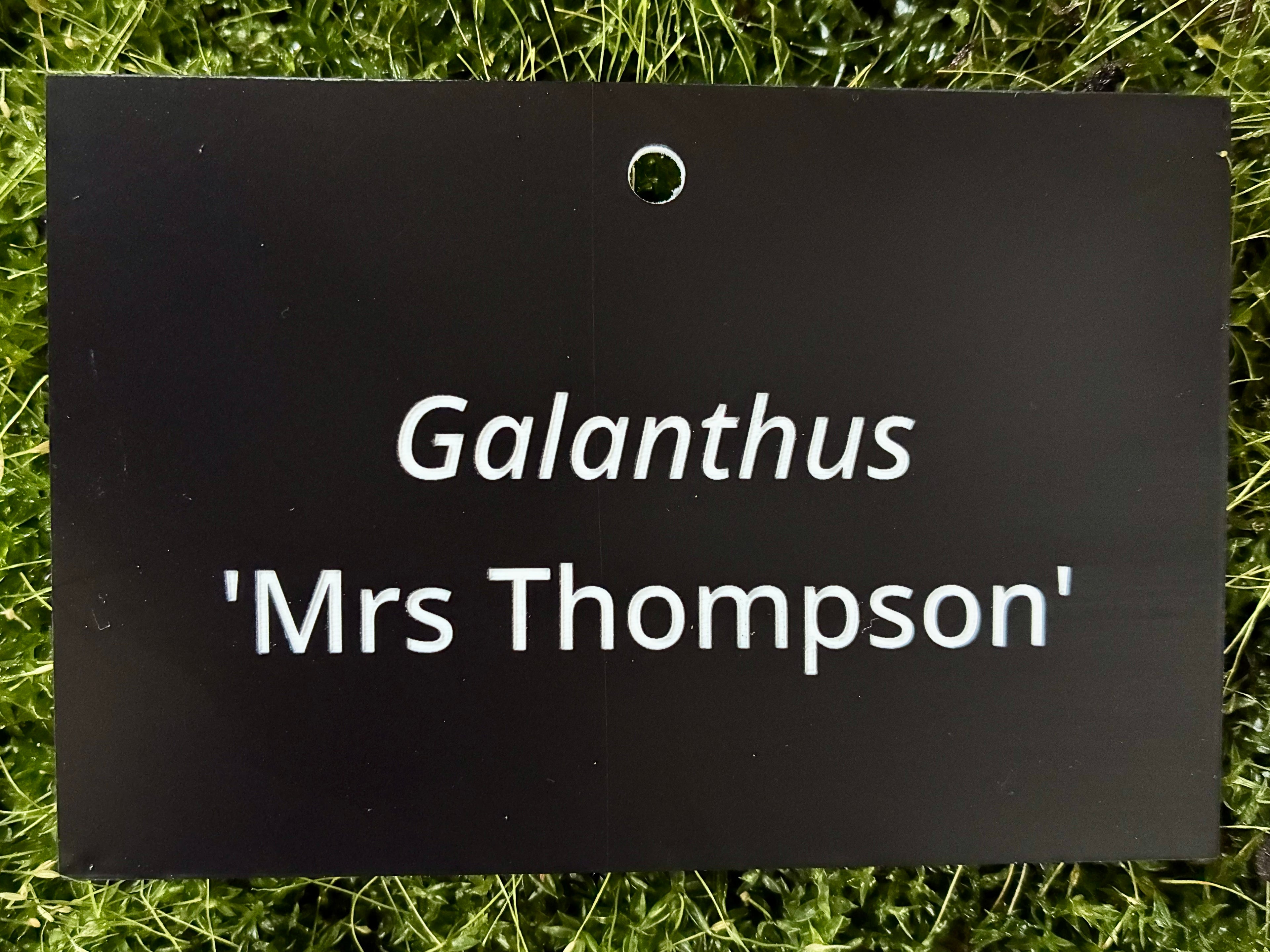 Galanthus 'Mrs Thompson' - Plant label