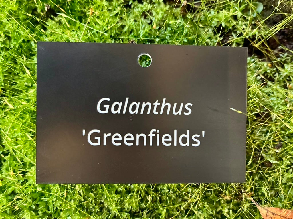Galanthus 'Greenfields' - Plant label