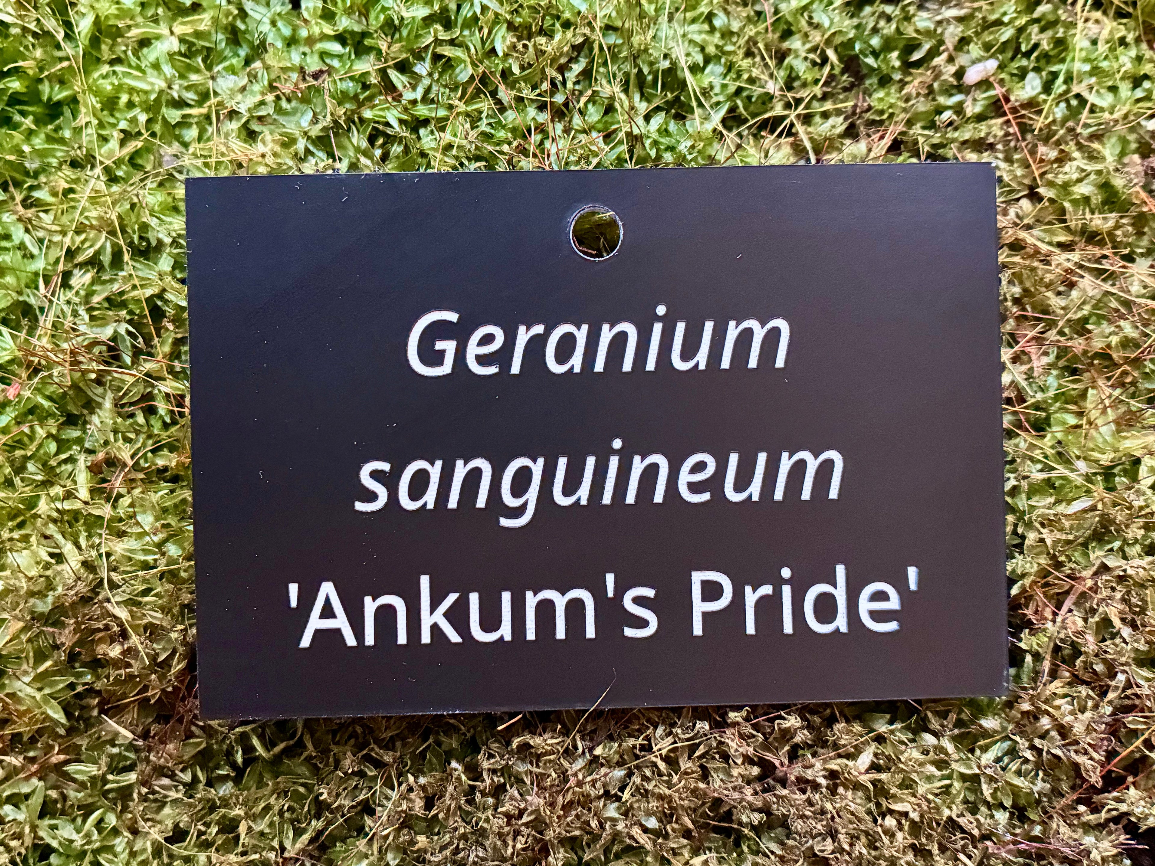 Geranium sanguineum 'Ankum's Pride' - Plant label